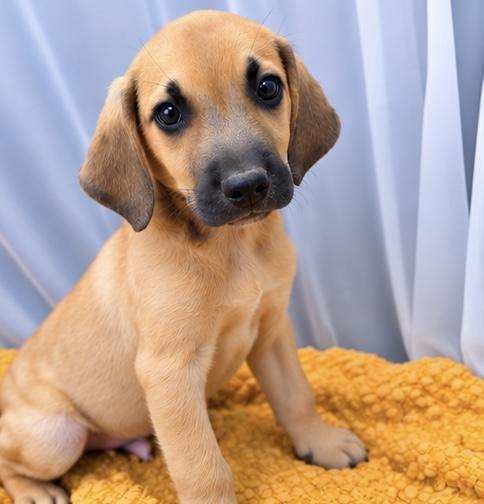 Enlarge Alfonso, a Adoptable mixed breed in Jackson, MI image 5/6