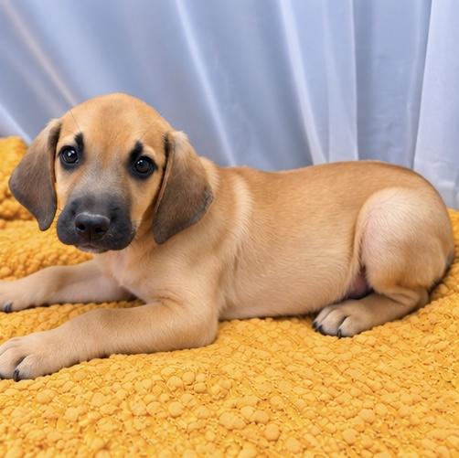 Enlarge Alfonso, a Adoptable mixed breed in Jackson, MI image 4/6