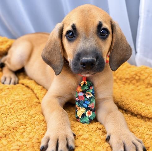 Enlarge Alfonso, a Adoptable mixed breed in Jackson, MI image 2/6