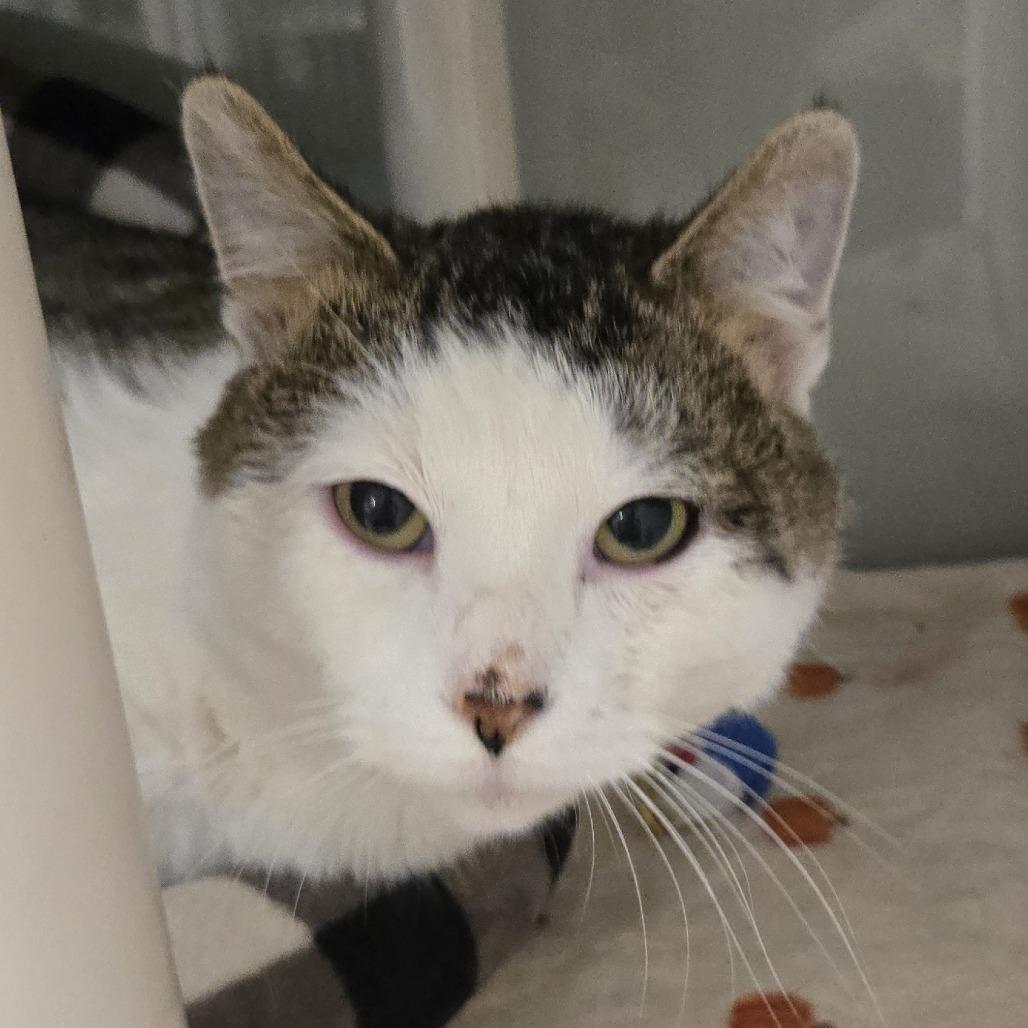 Jesse, Adoptable, Young Male Domestic Short Hair.