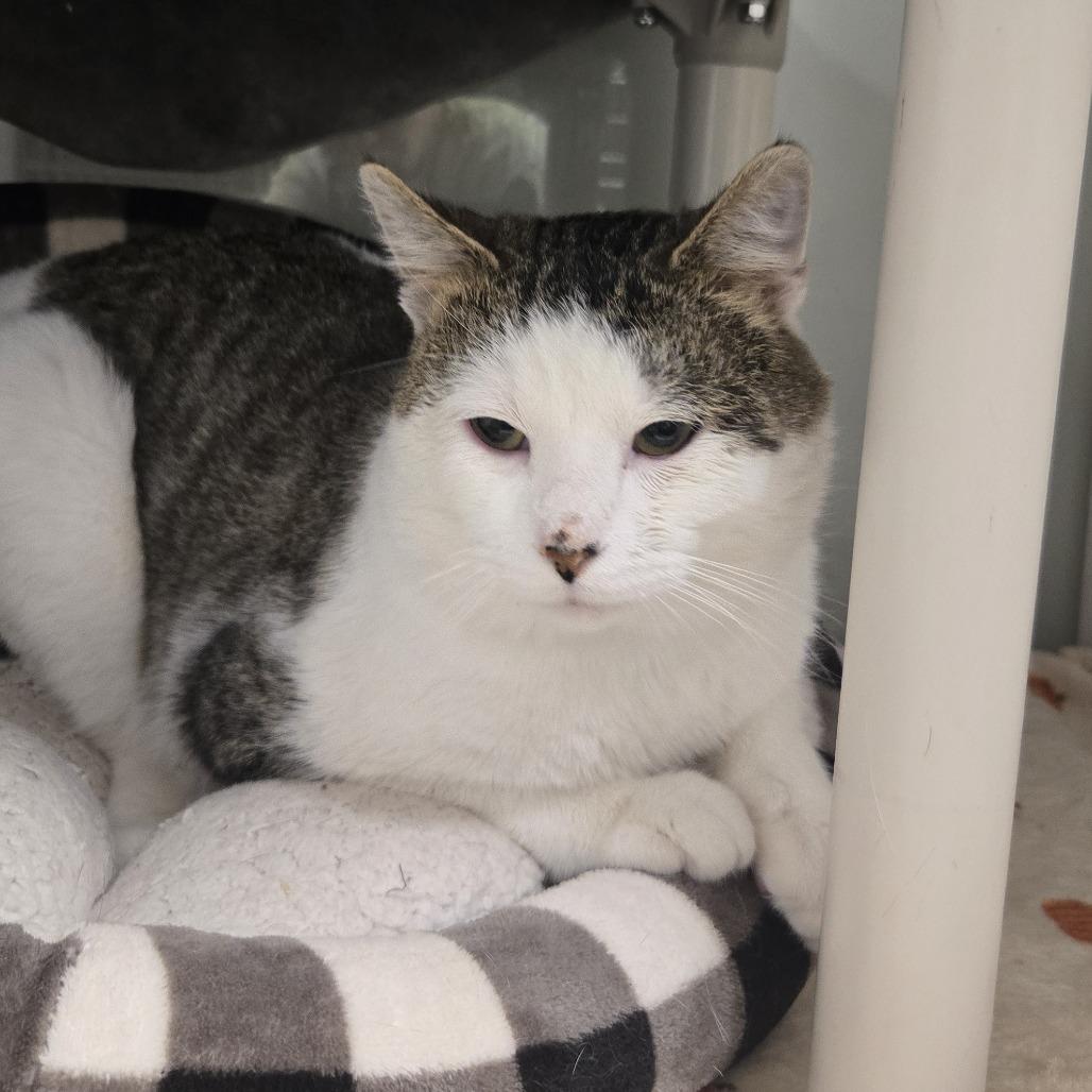 Enlarge Jesse, a Adoptable Domestic Short Hair in Saint Cloud, MN image 2/4