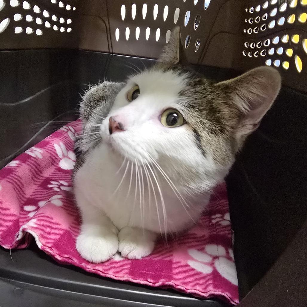 Enlarge Jesse, a Adoptable Domestic Short Hair in Saint Cloud, MN image 3/4