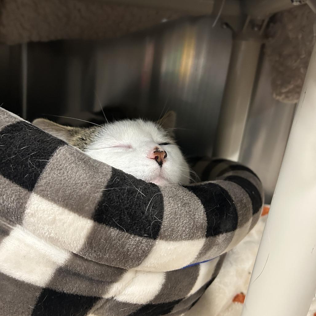 Enlarge Jesse, a Adoptable Domestic Short Hair in Saint Cloud, MN image 4/4