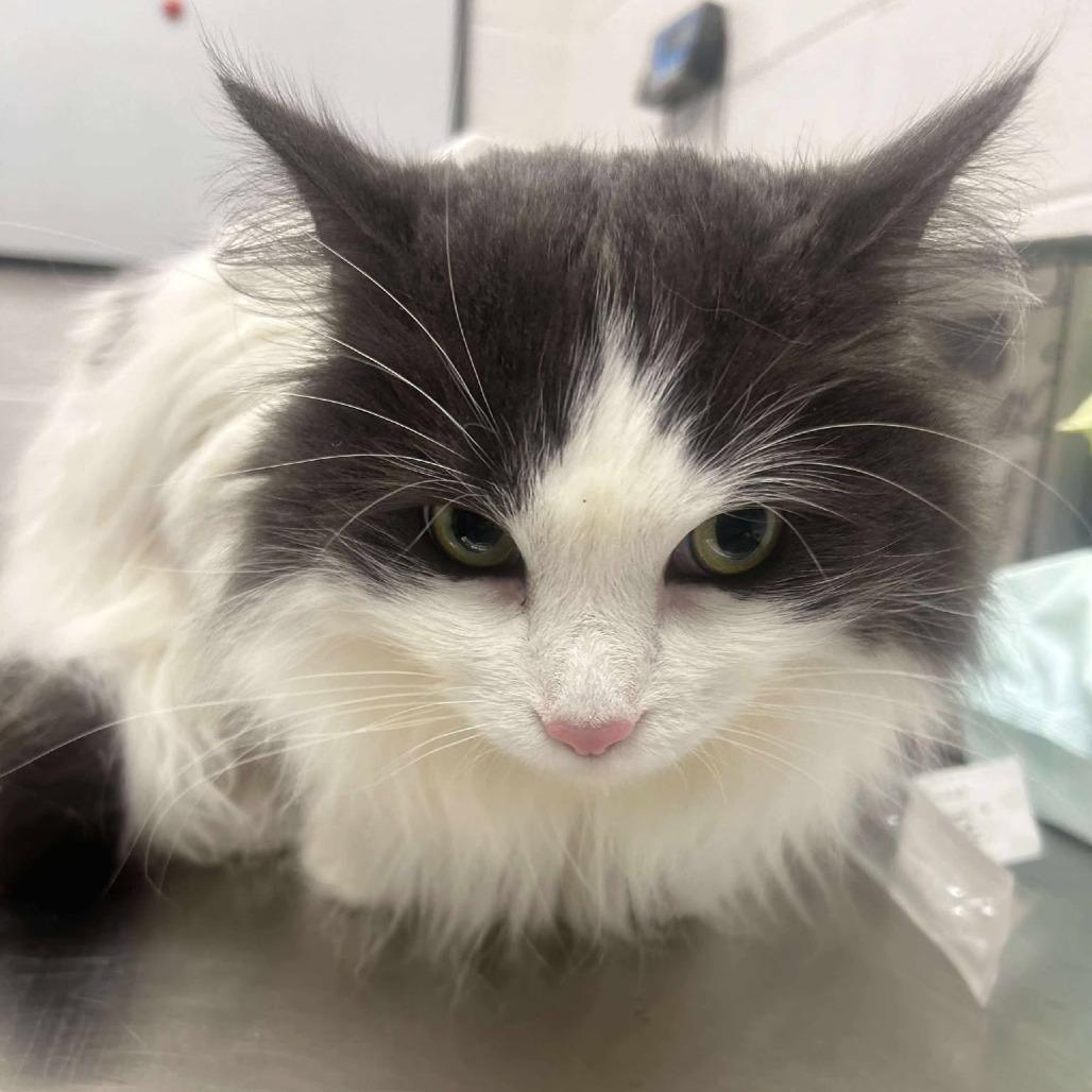 Enlarge Beau, a Adoptable Domestic Long Hair in Rocky Mount, VA image 1/1