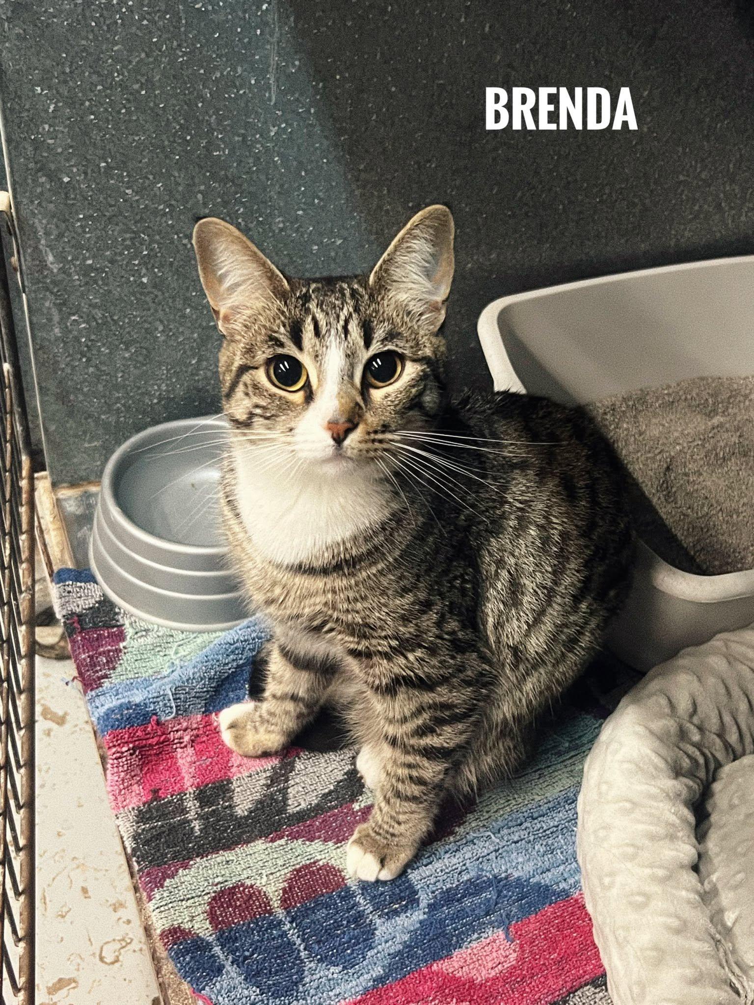 Brenda, ADOPTABLE, Adult Female Domestic Short Hair.