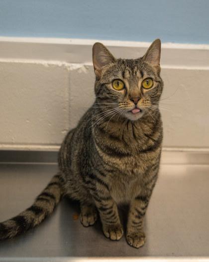 Enlarge Lil Lynx, a Adoptable Domestic Short Hair in Lincoln, MI image 1/1