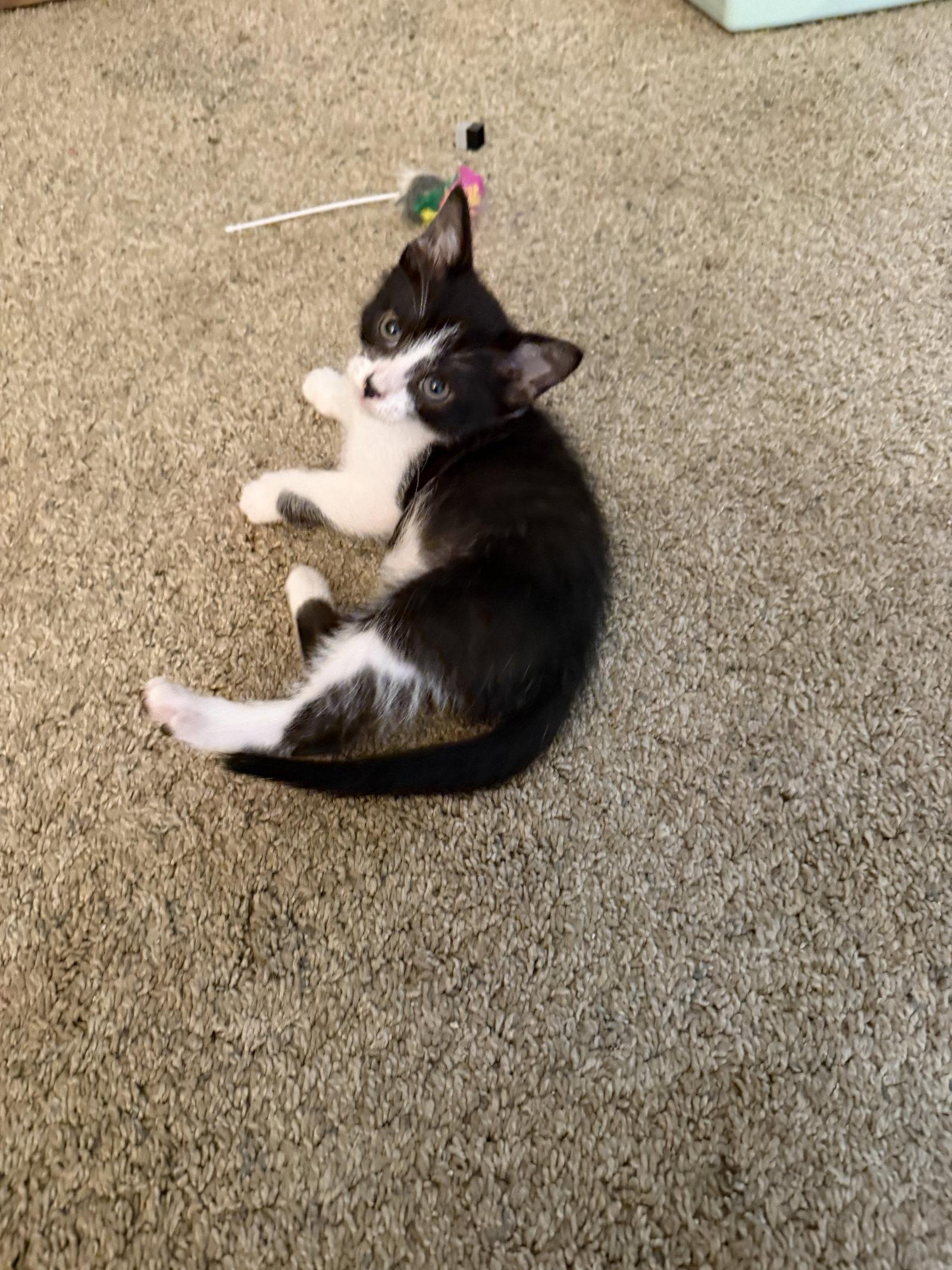 Oreo Cream, Adoptable, Kitten Male Domestic Short Hair.