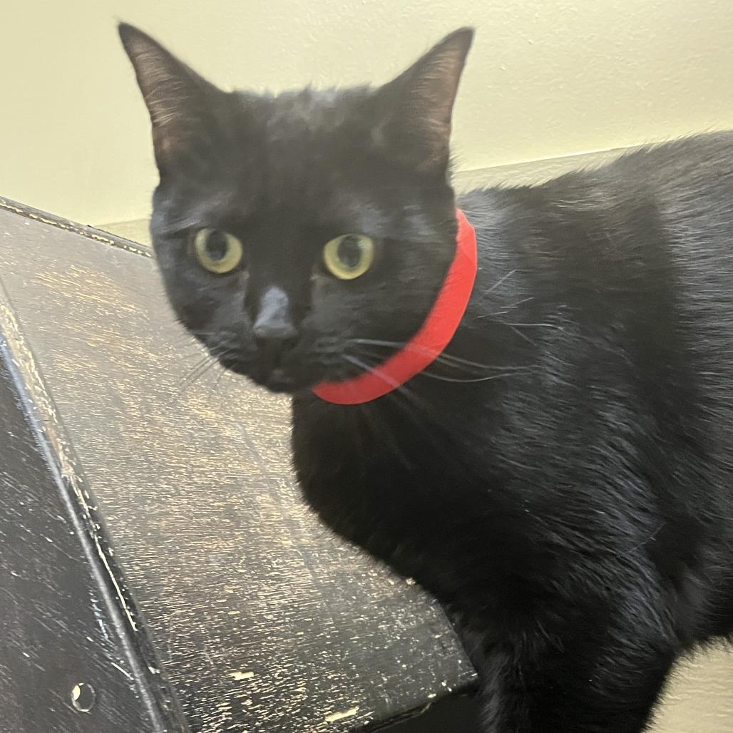 Enlarge Iris, a Adoptable Domestic Short Hair in Temecula, CA image 1/3
