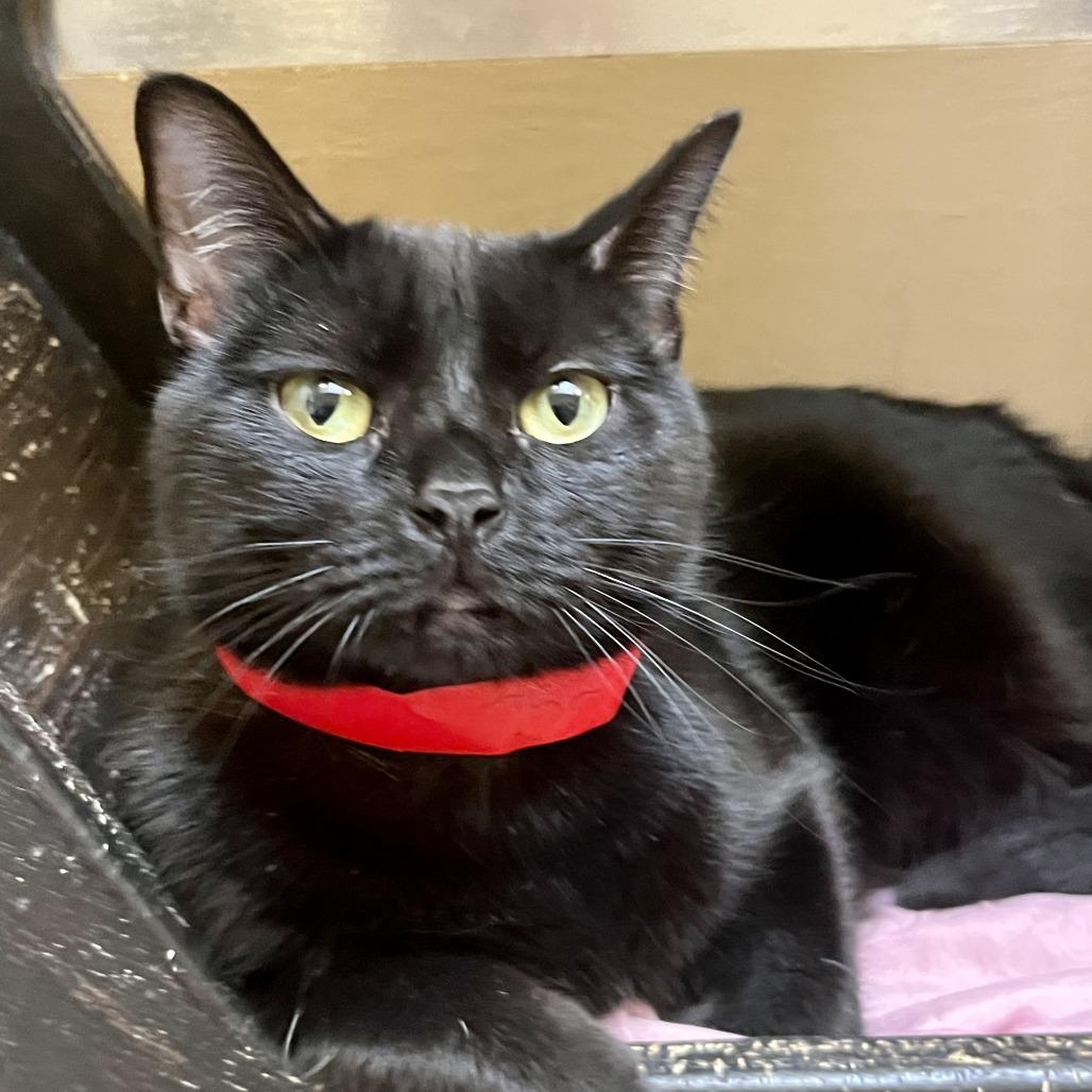 Enlarge Iris, a Adoptable Domestic Short Hair in Temecula, CA image 2/3