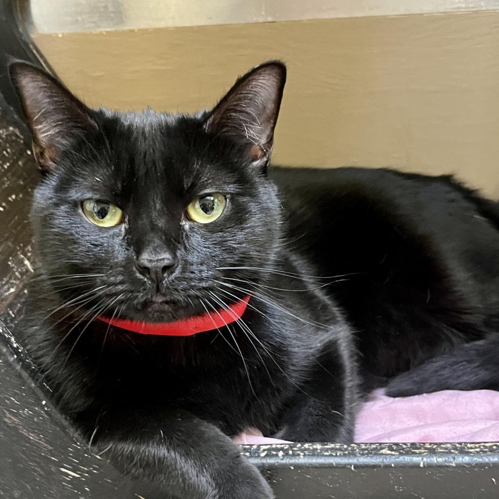Enlarge Iris, a Adoptable Domestic Short Hair in Temecula, CA image 3/3