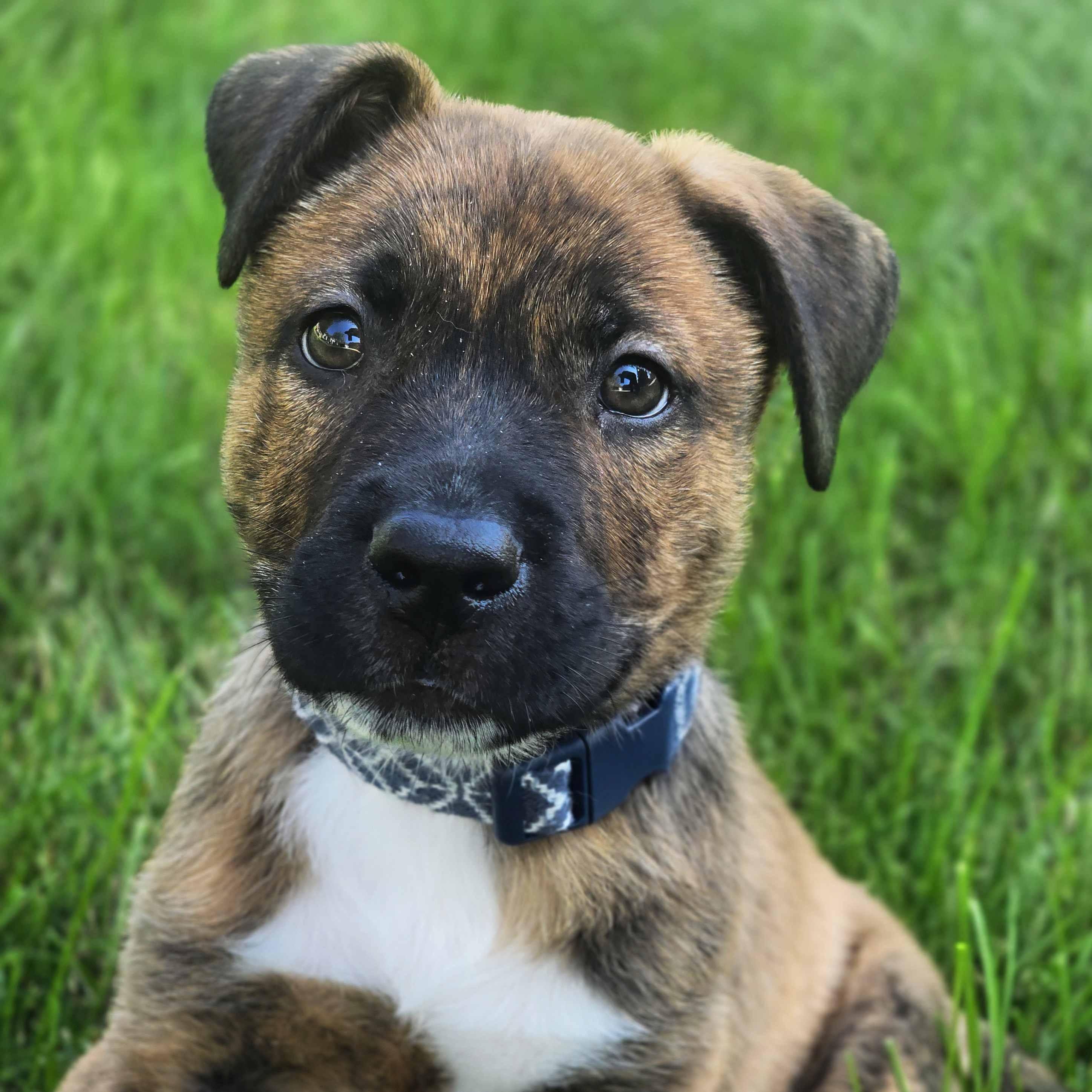 Condor, ADOPTABLE, Puppy Male Mixed Breed.
