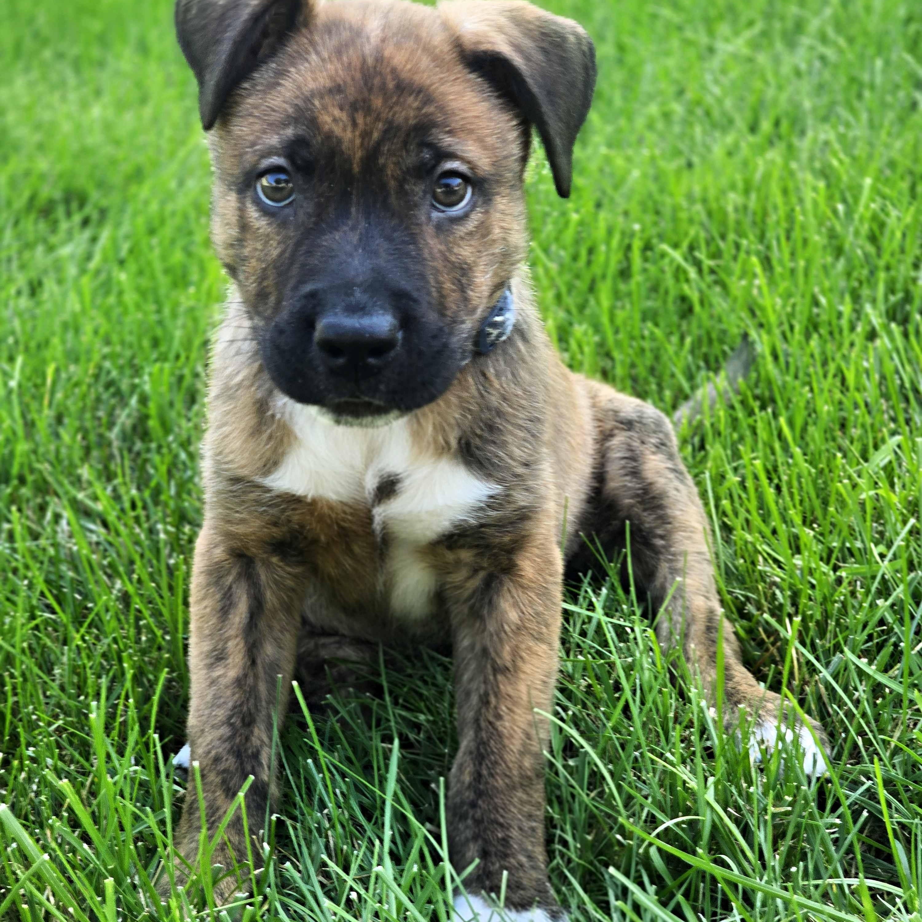 Enlarge Condor, a ADOPTABLE mixed breed in Schaumburg, IL image 2/3