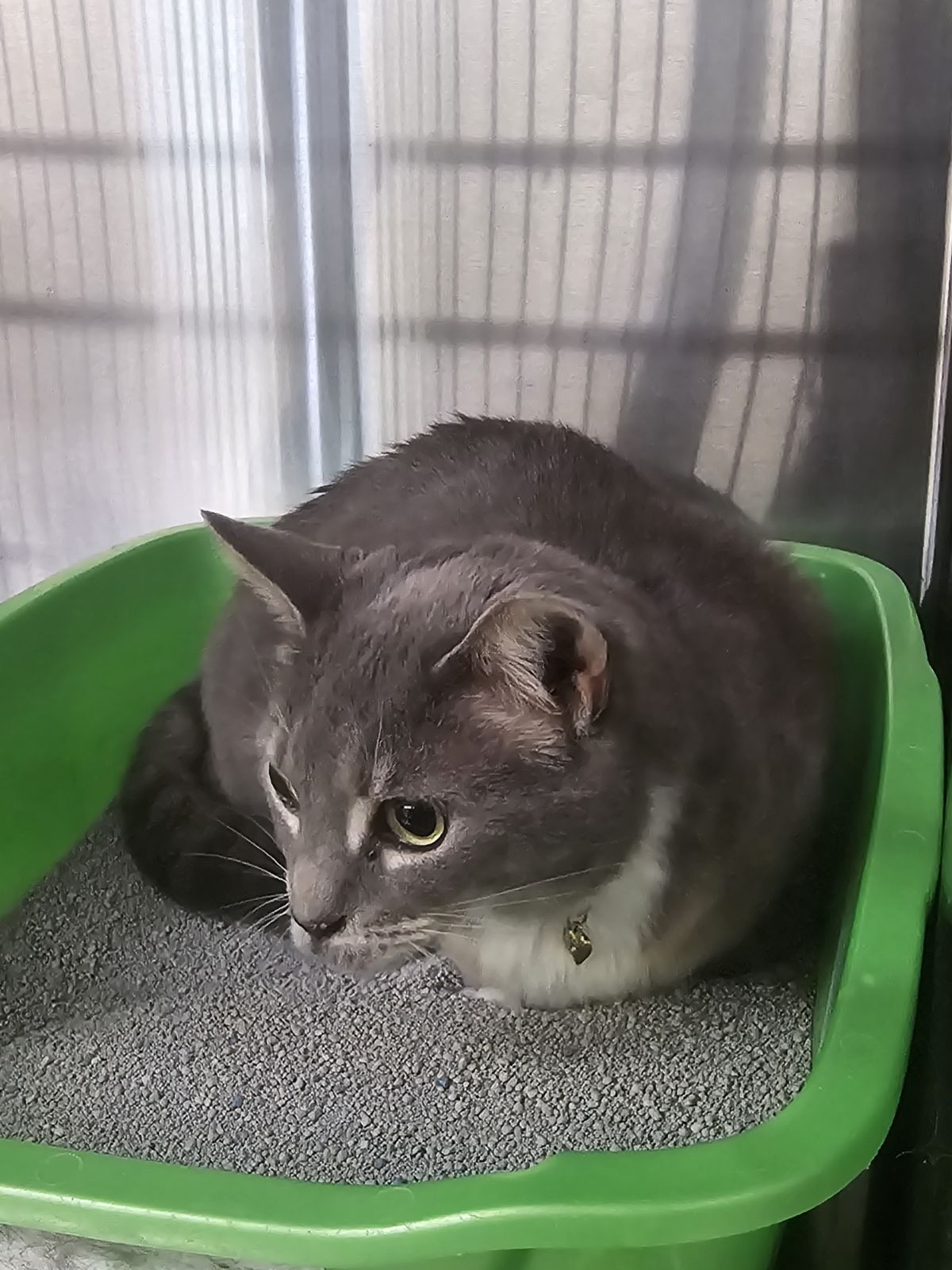 Enlarge Rosie, a Adoptable Domestic Medium Hair in Fincastle, VA image 2/3