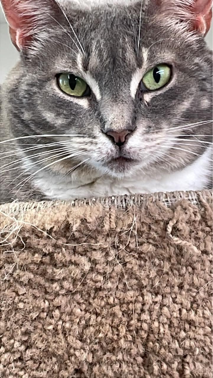 Enlarge Rosie, a Adoptable Domestic Medium Hair in Fincastle, VA image 1/3