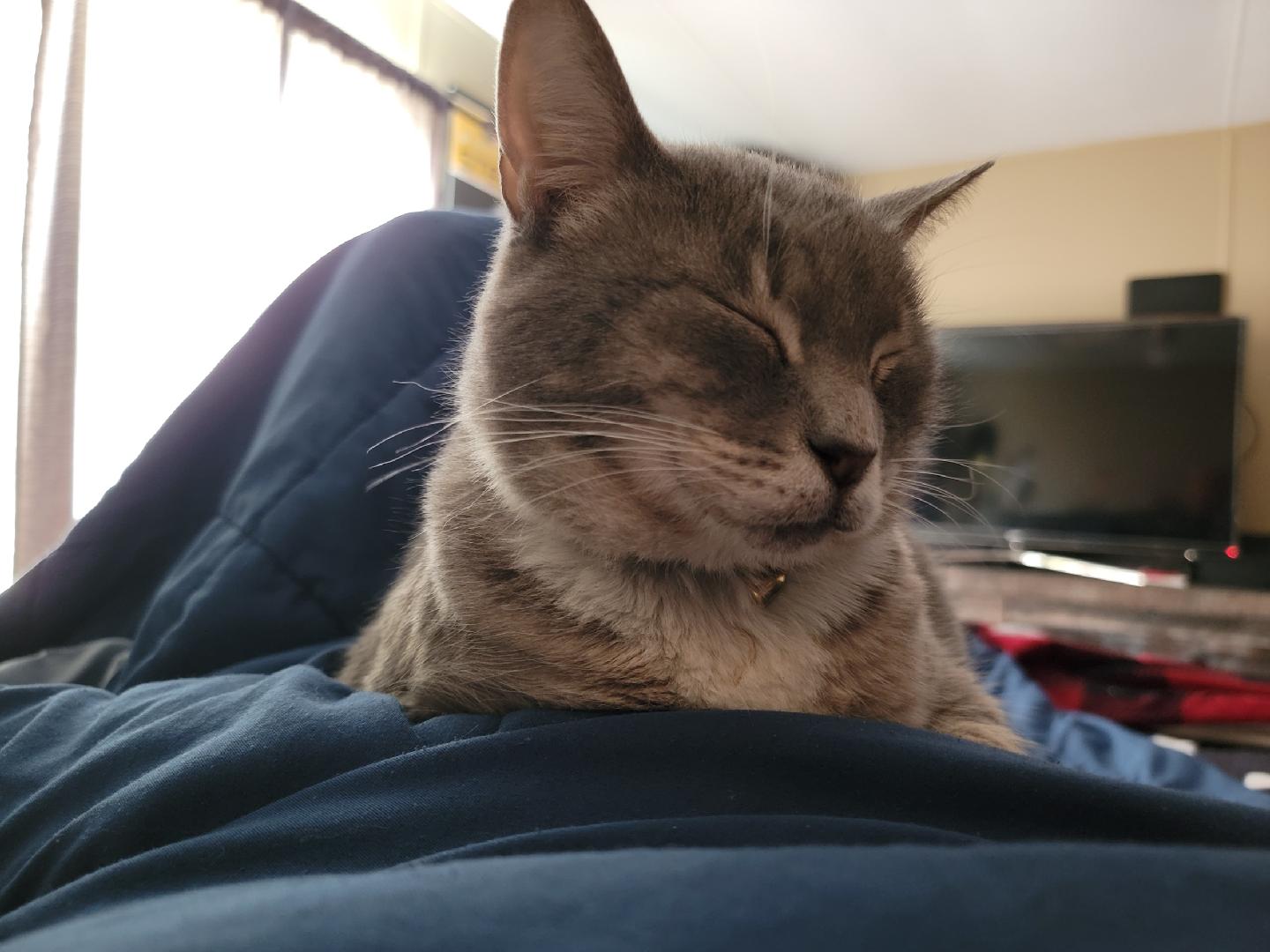 Enlarge Rosie, a Adoptable Domestic Medium Hair in Fincastle, VA image 3/3