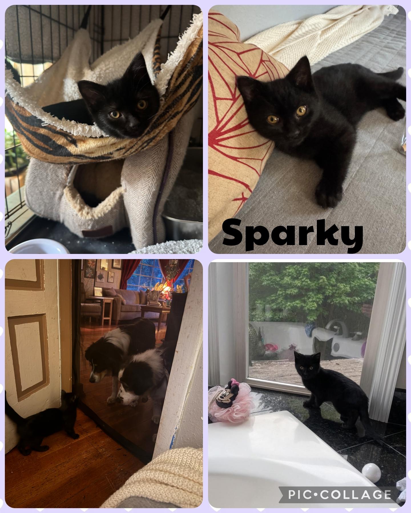 Sparky, adopted, Kitten Male Domestic Short Hair.