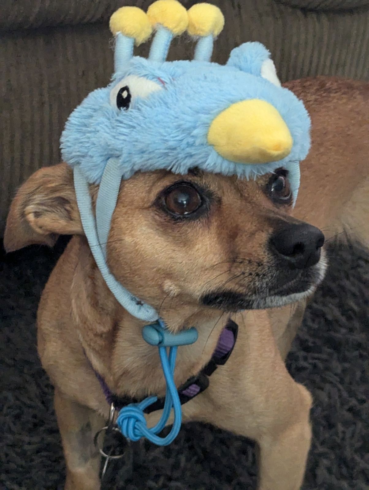 Daisy, Adoptable, Adult Female Chihuahua & Chiweenie.