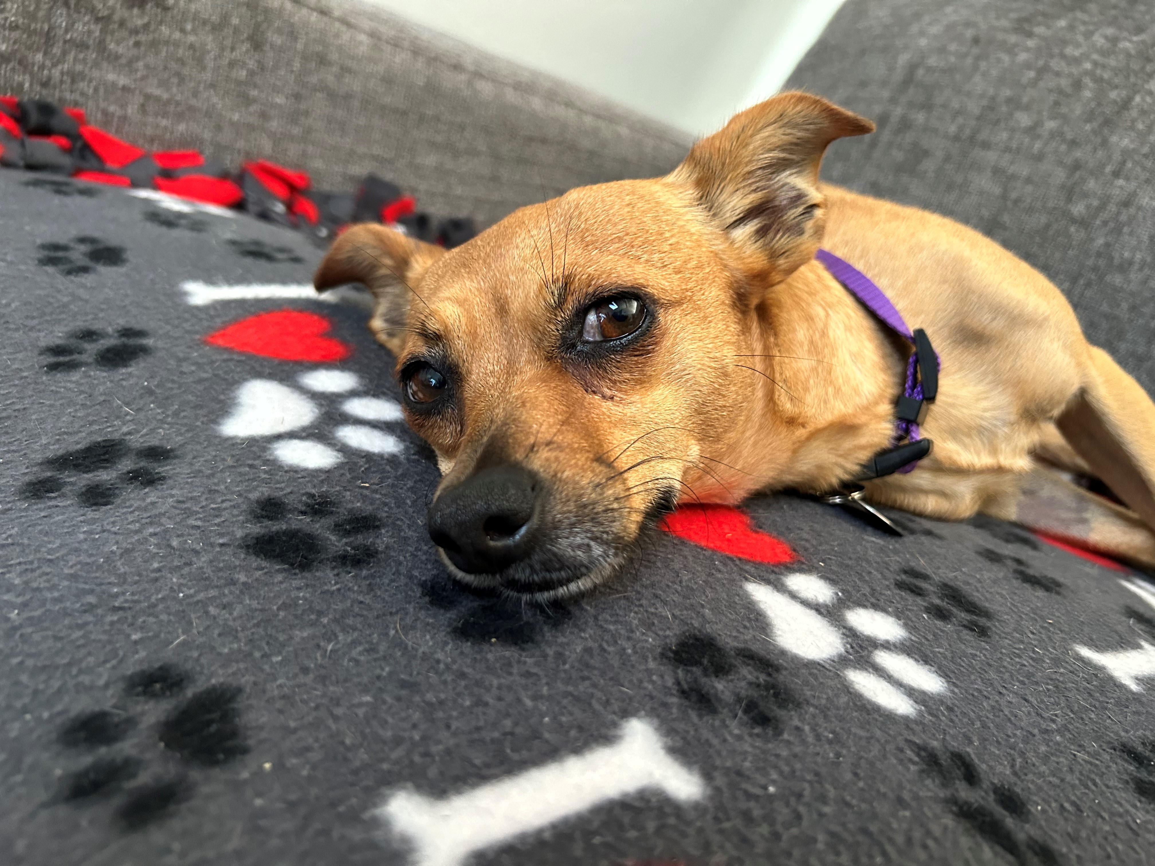 Daisy, a Adoptable mixed breed in Lake Forest, CA image 2/5