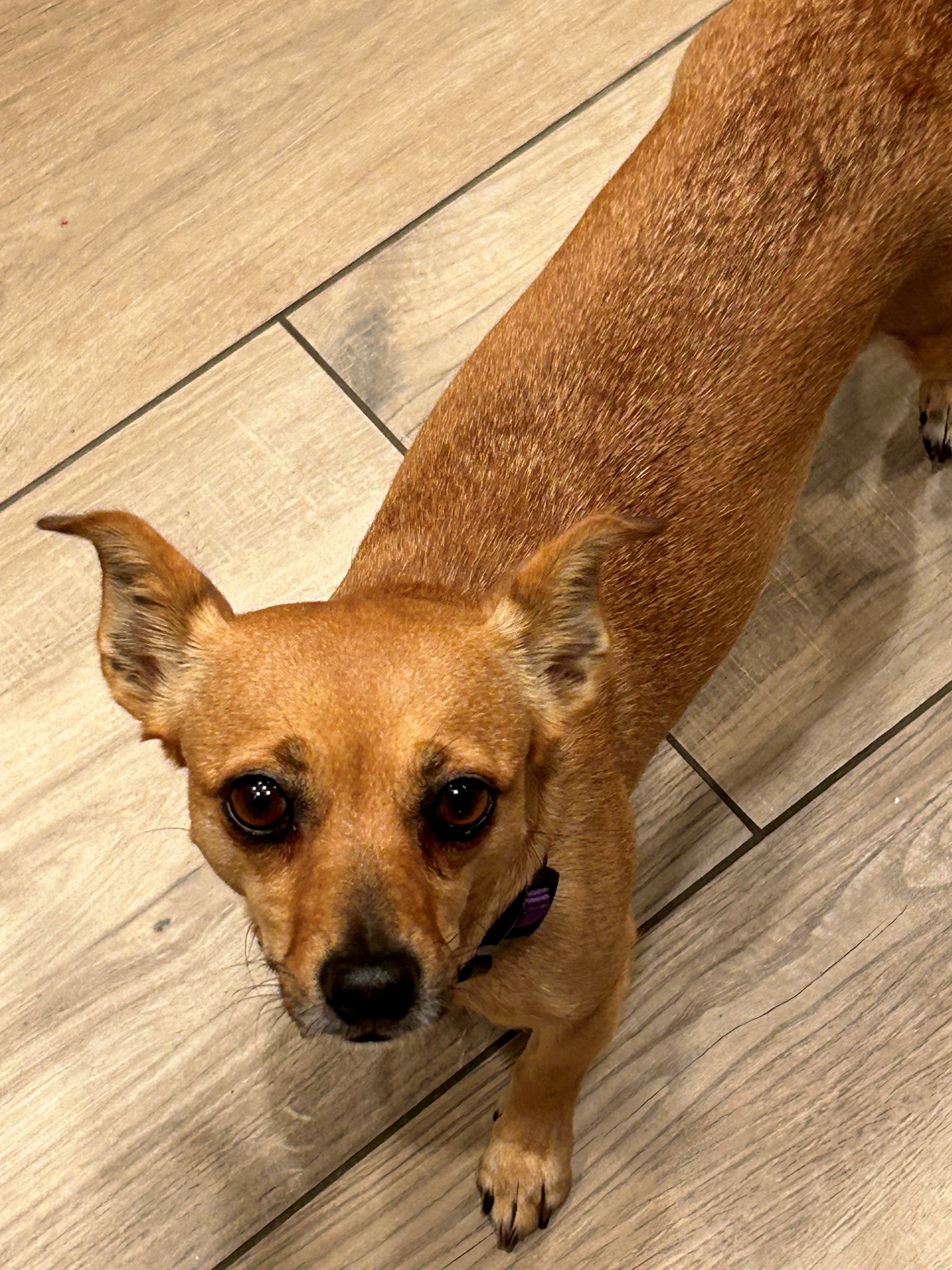 Daisy, a Adoptable mixed breed in Lake Forest, CA image 3/5