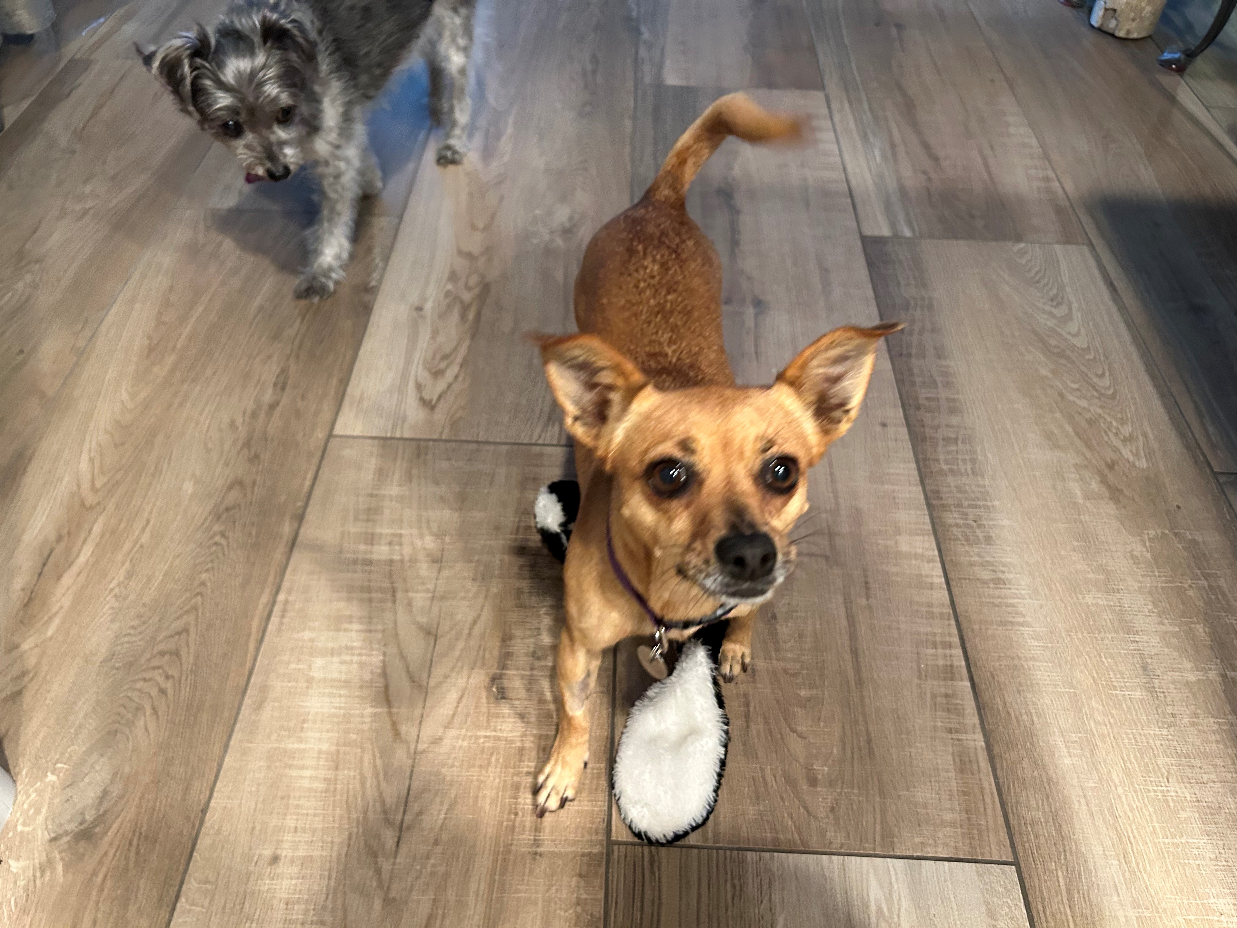 Daisy, a Adoptable mixed breed in Lake Forest, CA image 4/5