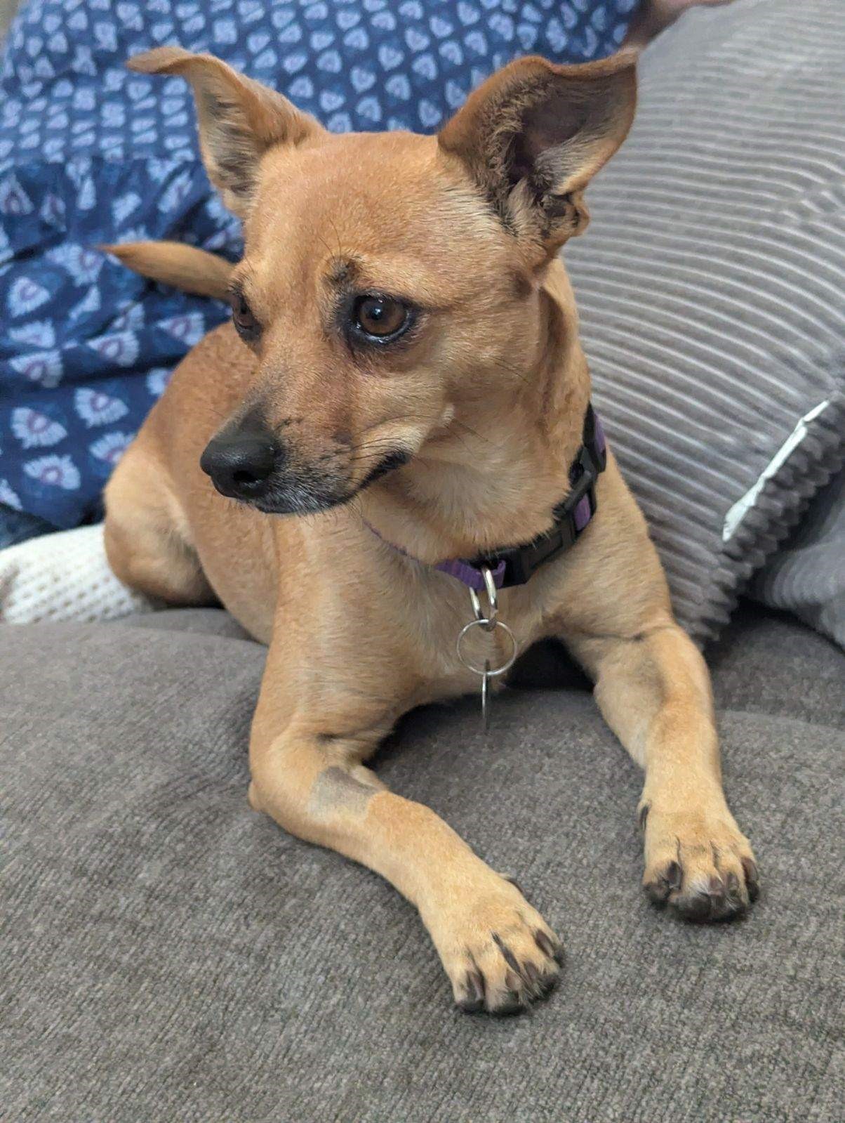 Daisy