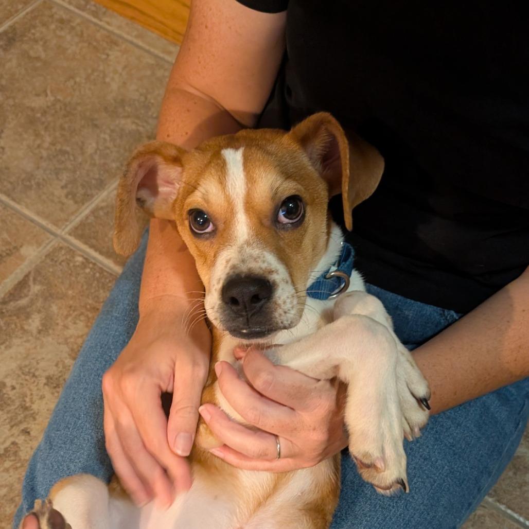 Enlarge Igor, a Adoptable mixed breed in Delaware, OH image 2/5