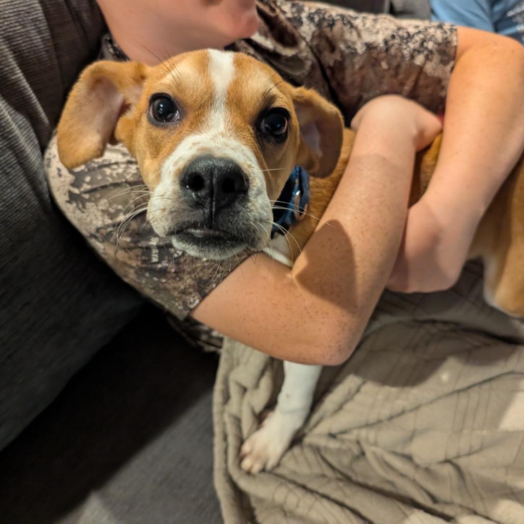 Enlarge Igor, a Adoptable mixed breed in Delaware, OH image 3/5