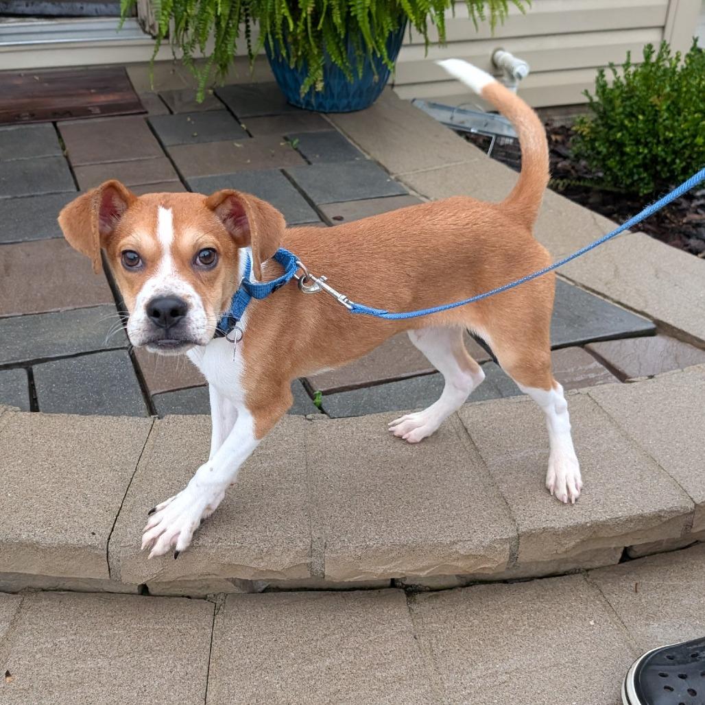 Enlarge Igor, a Adoptable mixed breed in Delaware, OH image 4/5