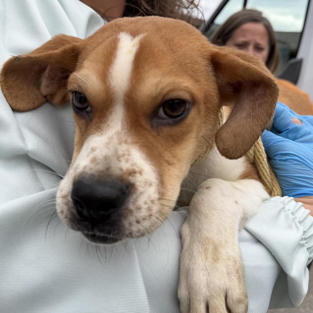 Enlarge Igor, a Adoptable mixed breed in Delaware, OH image 5/5
