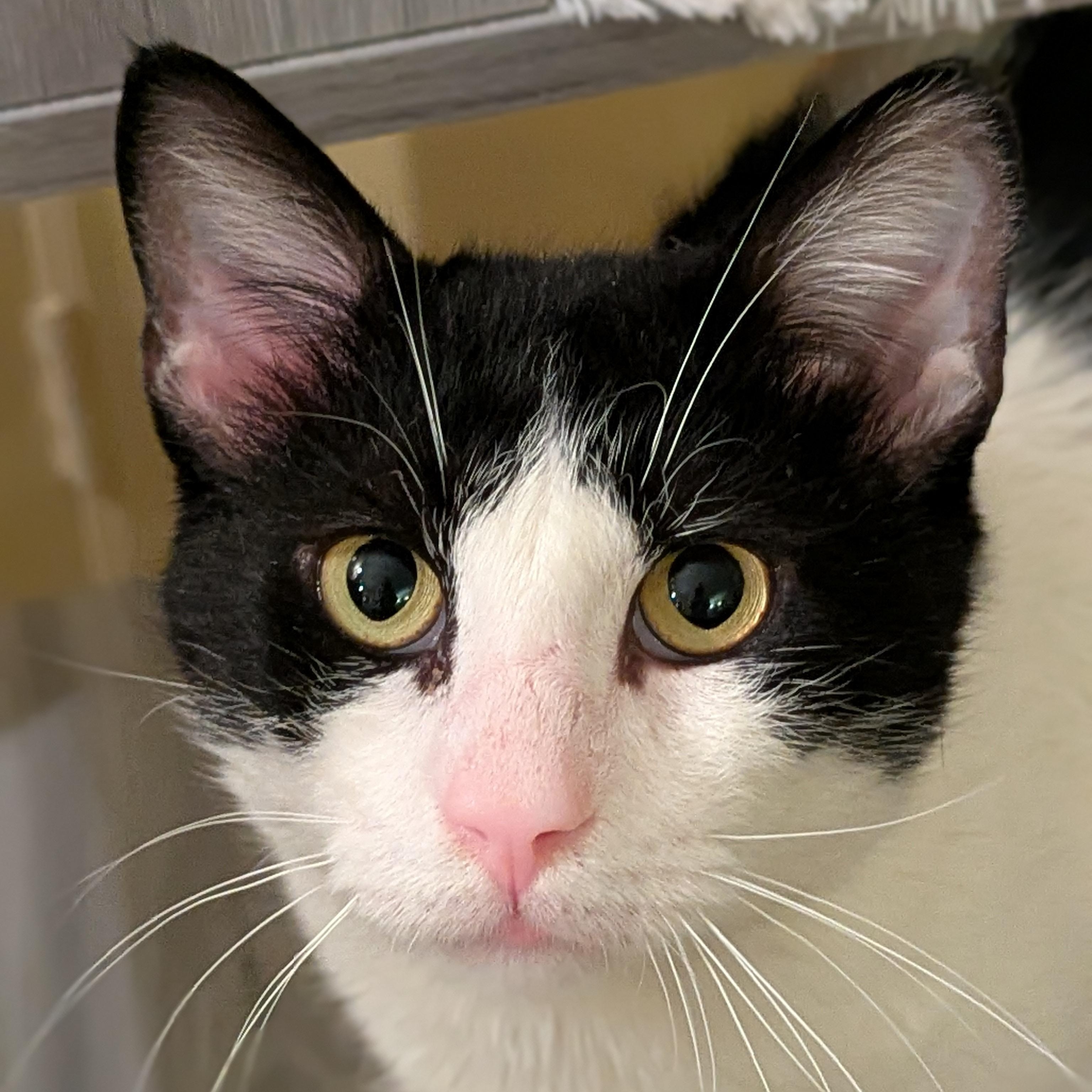 Gentle Jupiter, a Adoptable American Shorthair in Washington Depot, CT image 2/6