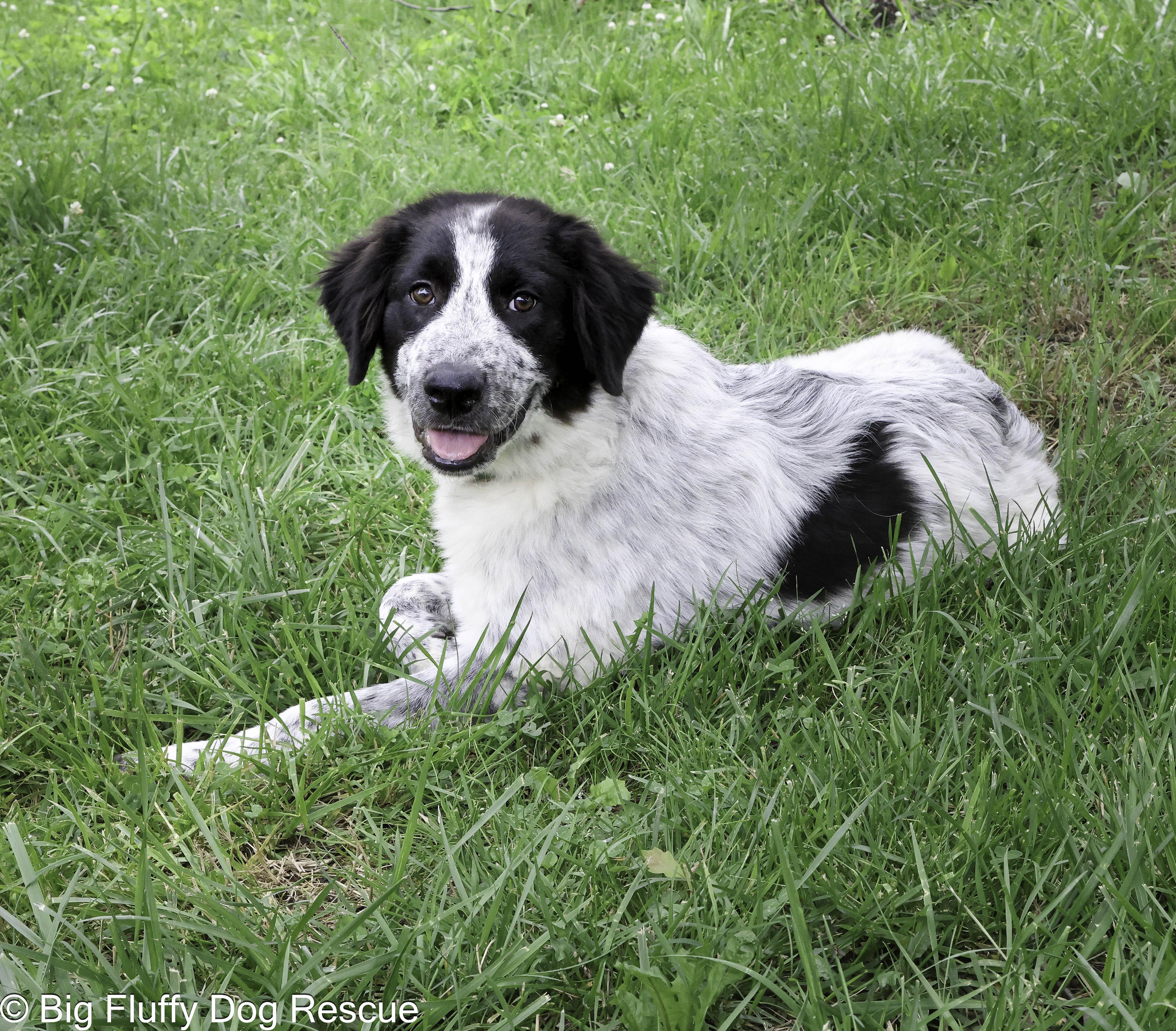 Pet Rinder Harris - Adopted | Petfinder