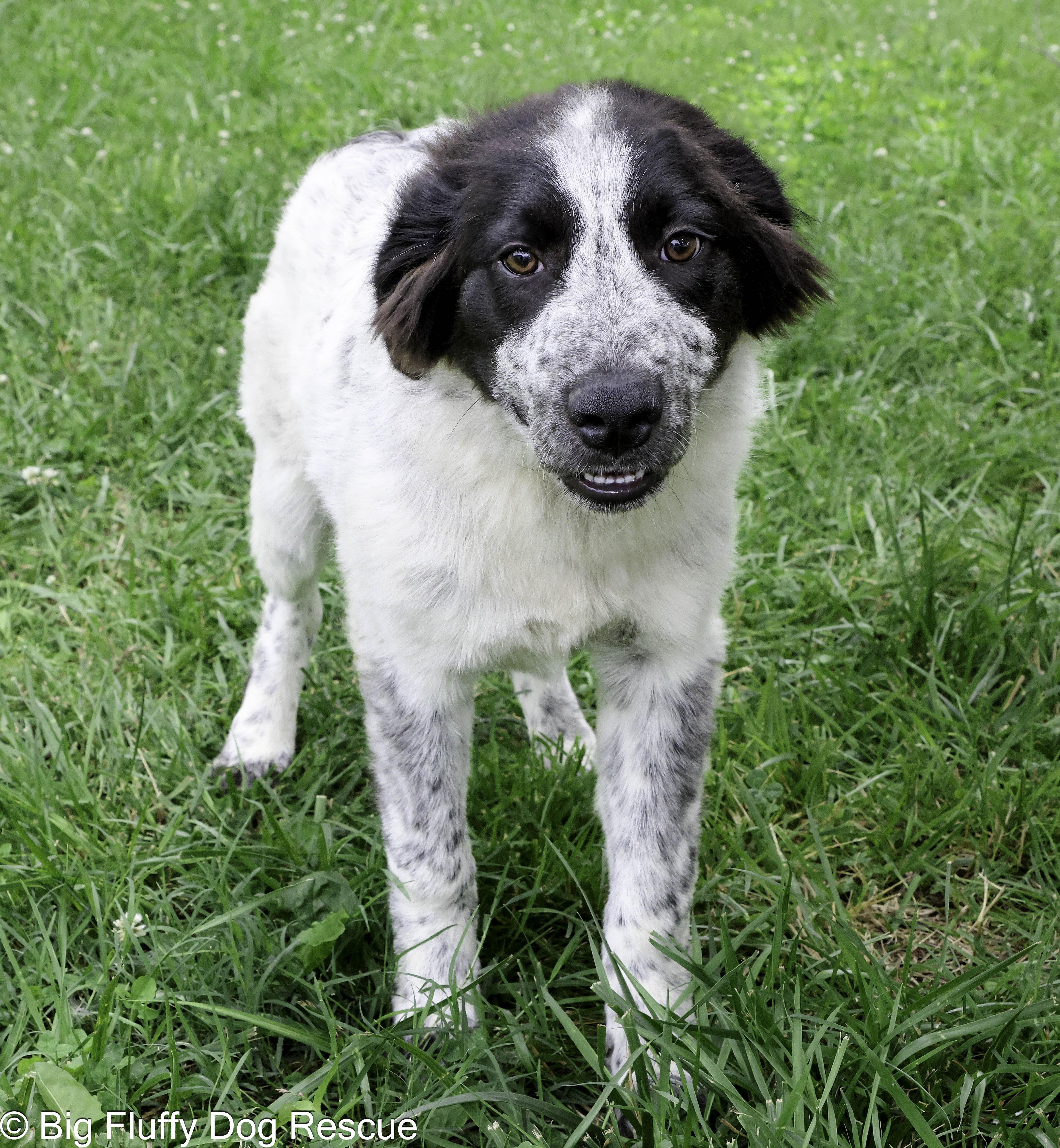 Pet Rinder Harris - Adopted | Petfinder