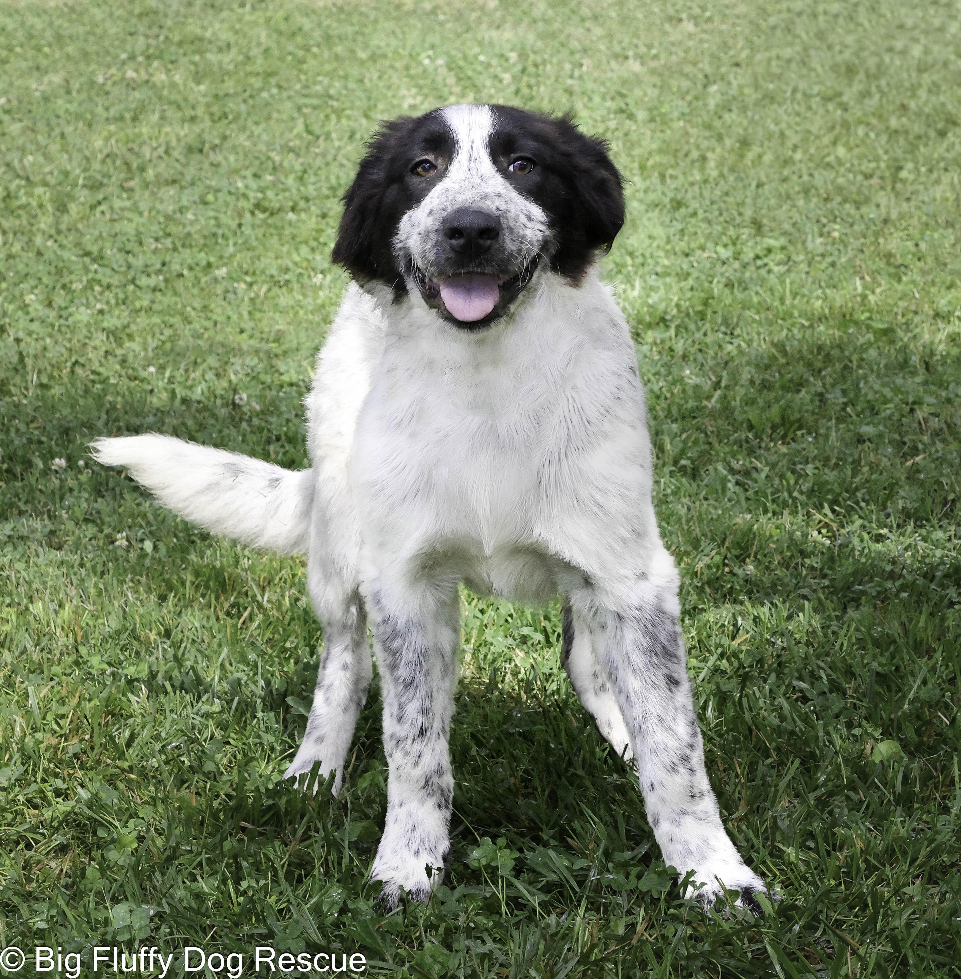 Pet Rinder Harris - Adopted | Petfinder