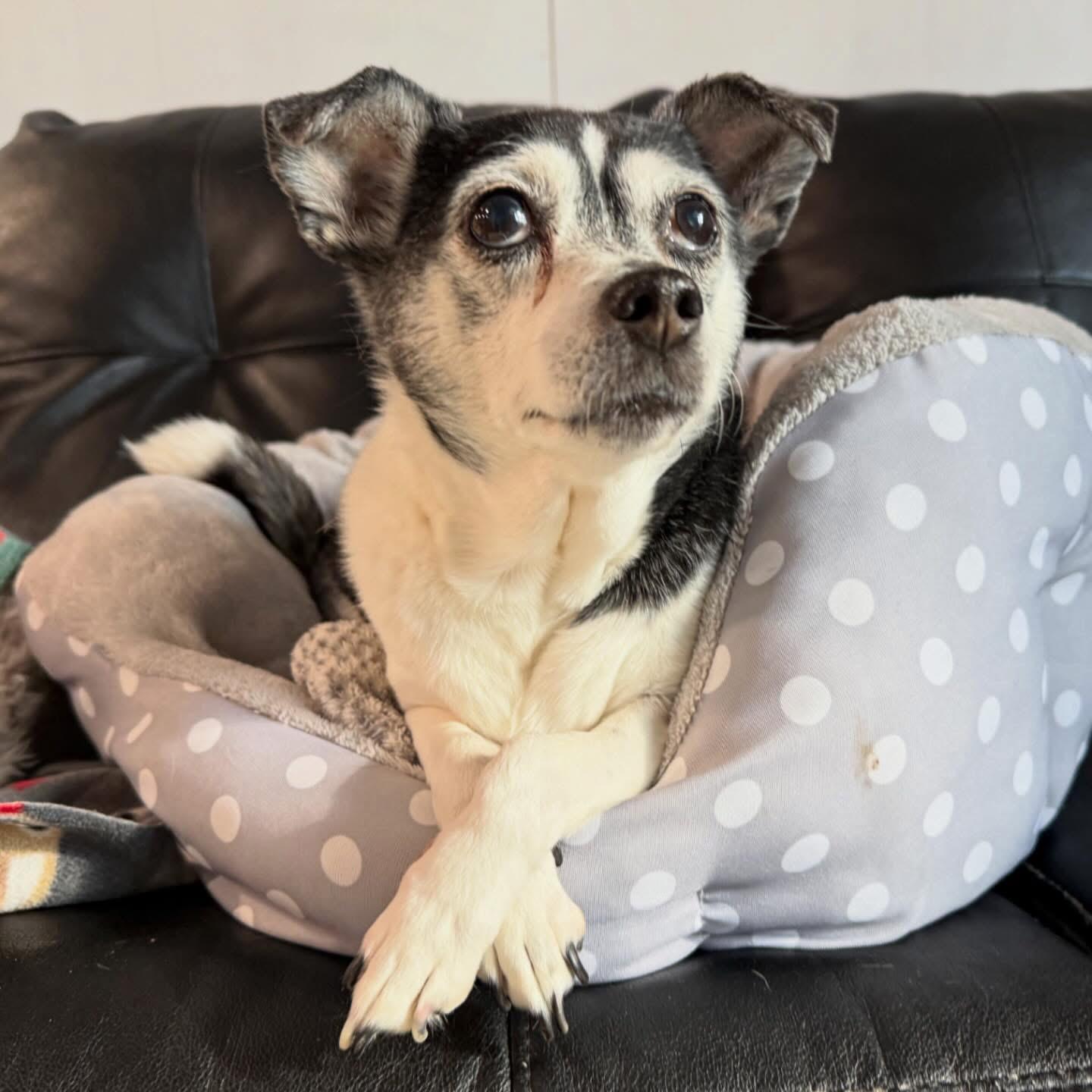 Tofu, adoptable, Senior Female Chihuahua.
