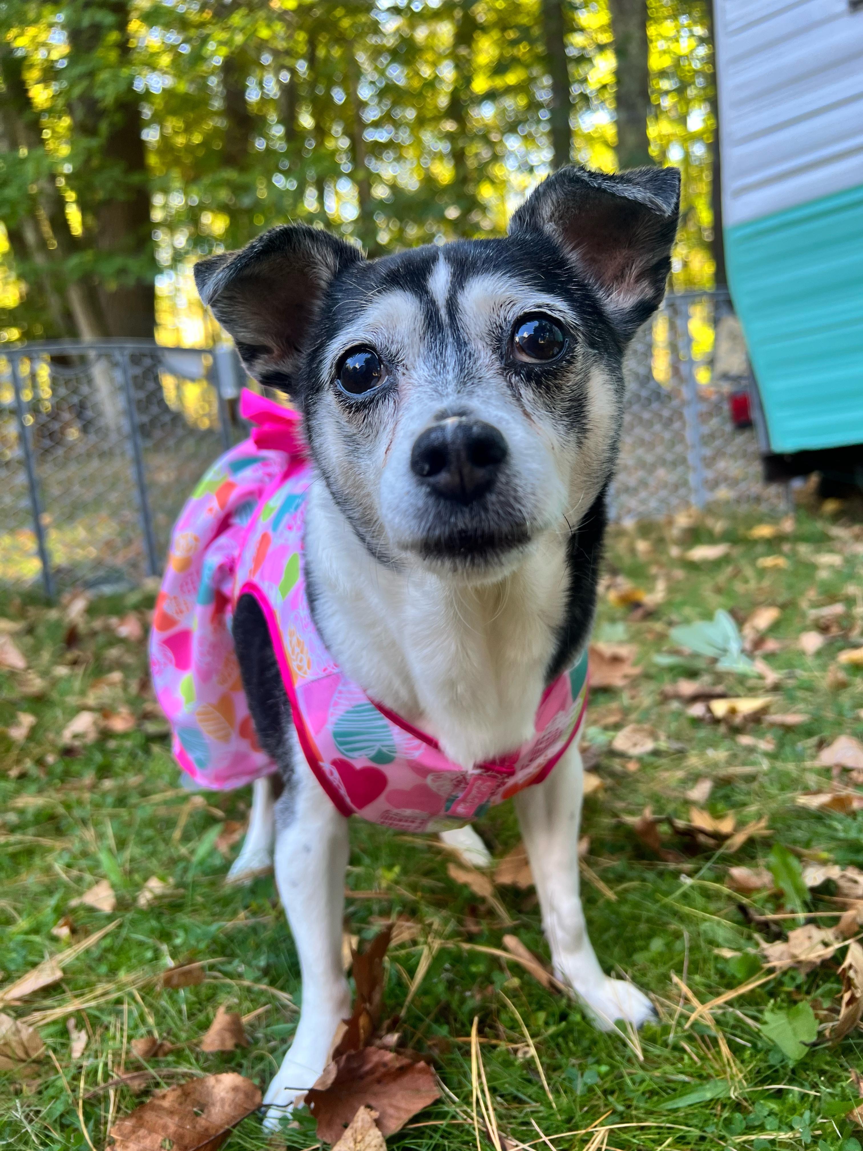 Enlarge Tofu, an adoptable mixed breed in Foster, RI image 6/6