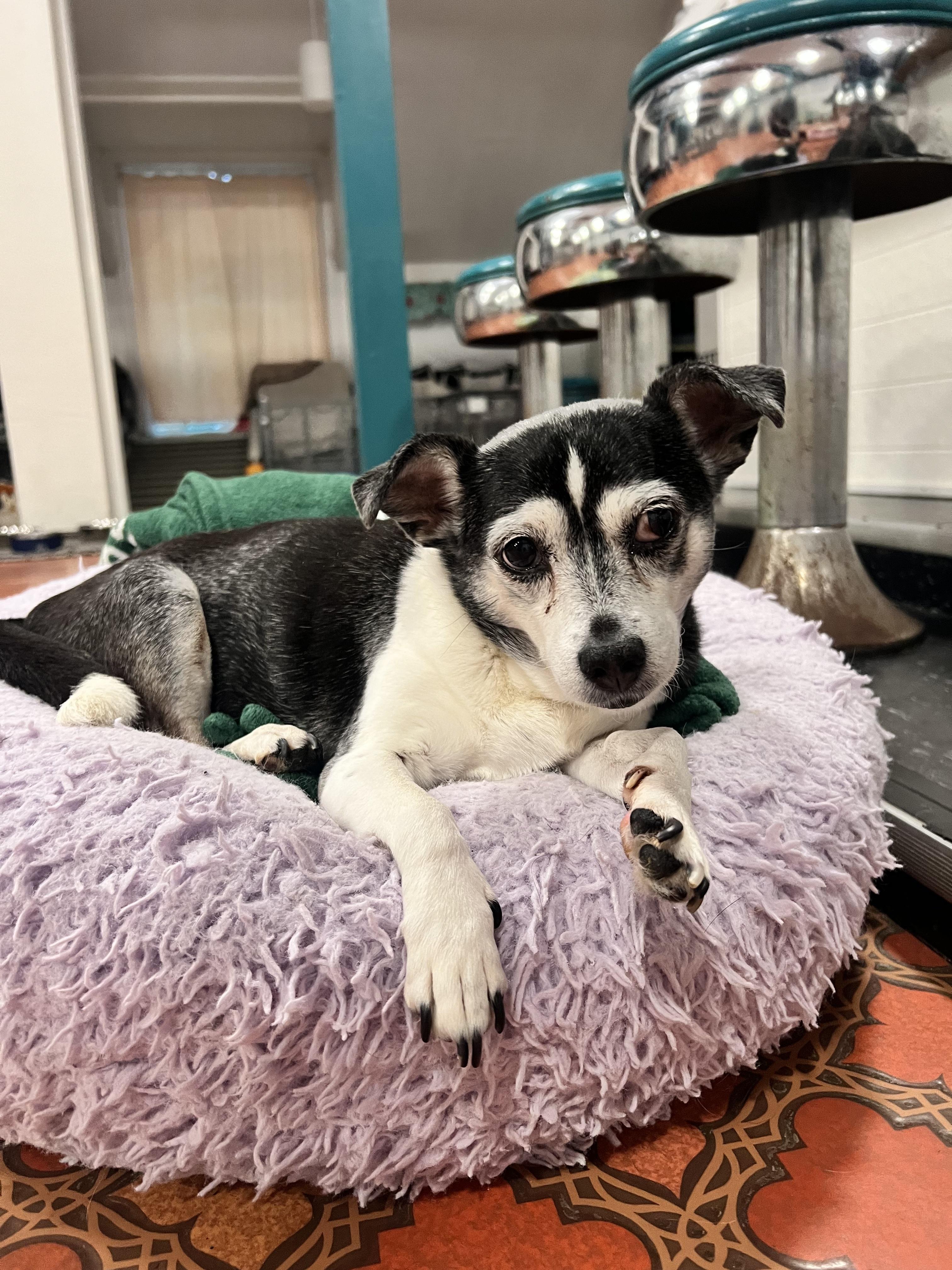 Enlarge Tofu, an adoptable mixed breed in Foster, RI image 5/6