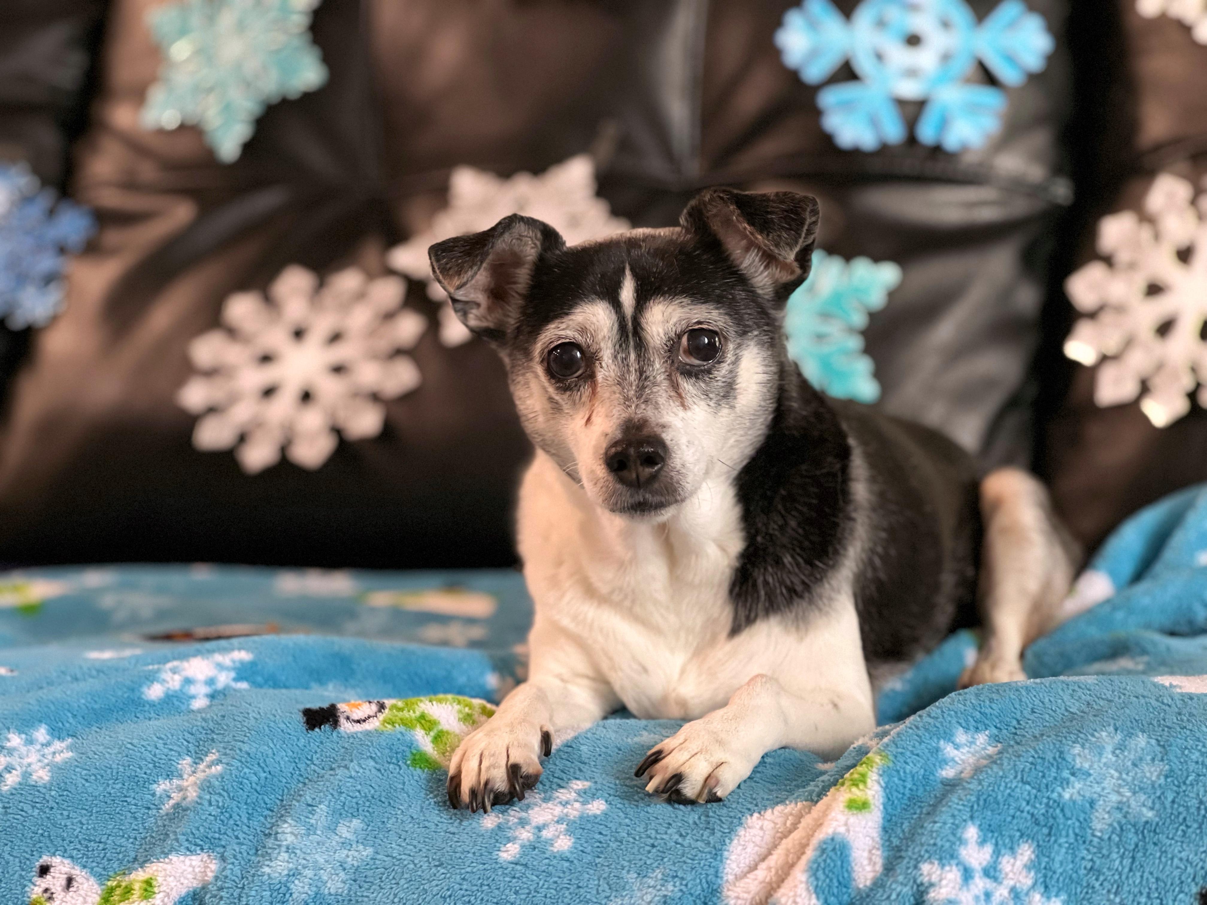 Enlarge Tofu, an adoptable mixed breed in Foster, RI image 3/6