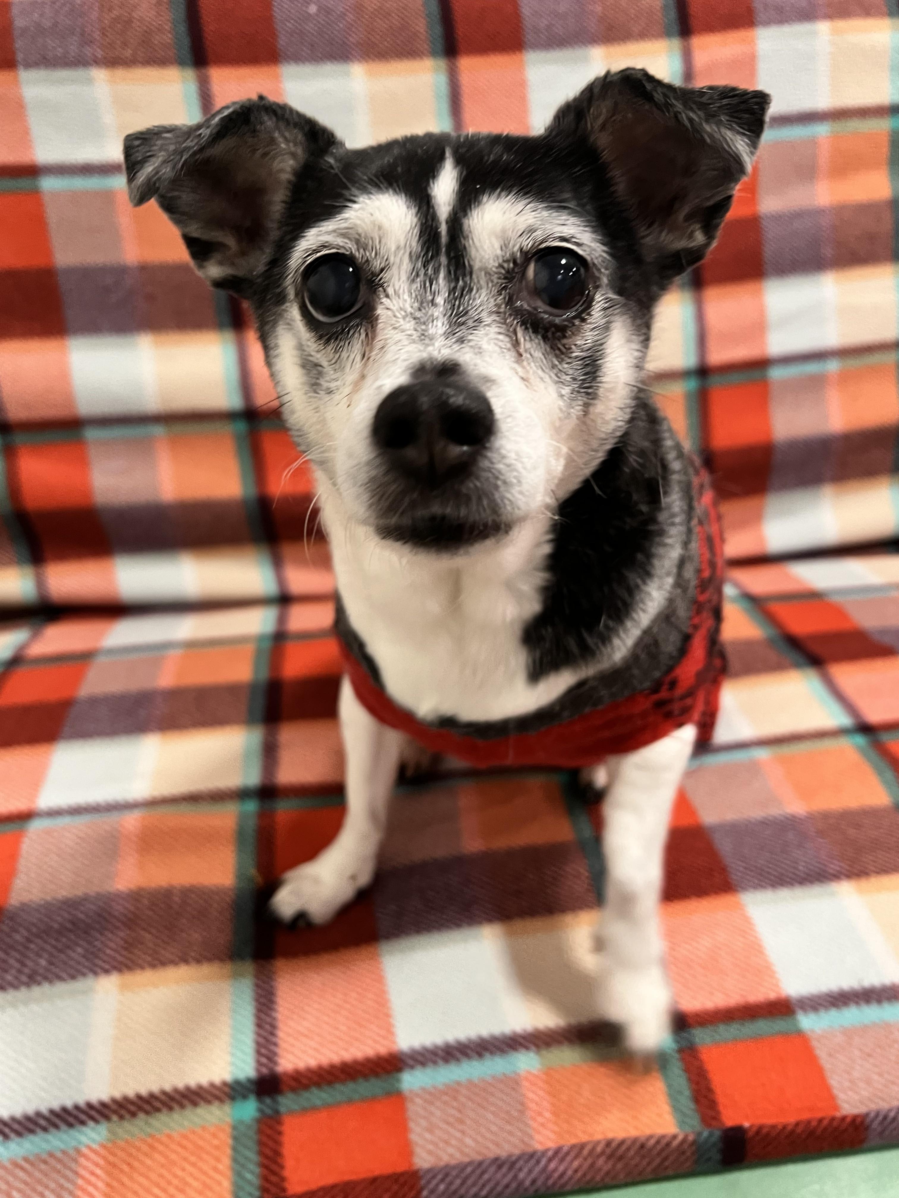 Enlarge Tofu, an adoptable mixed breed in Foster, RI image 4/6