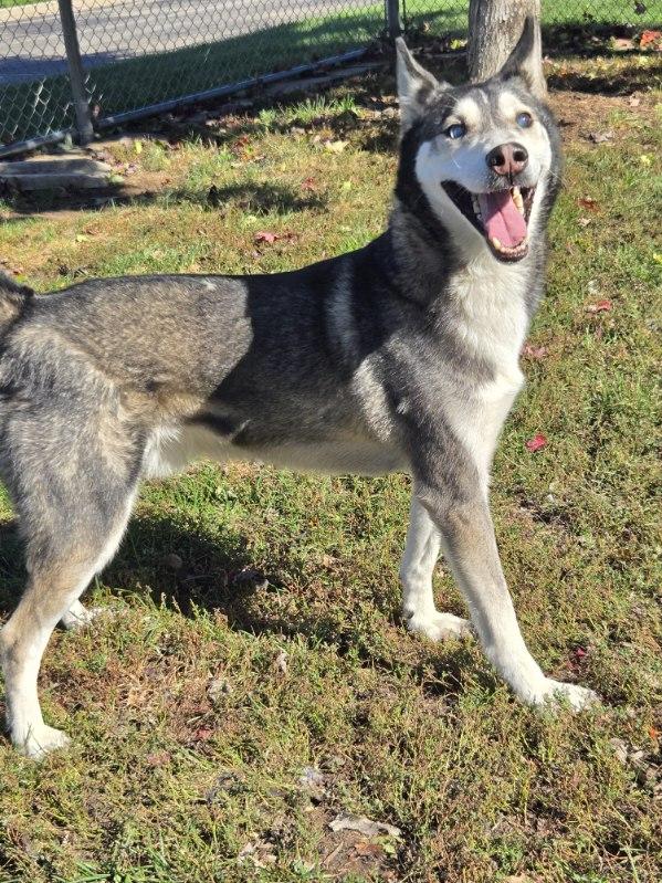 Enlarge Zoomer, a Adoptable mixed breed in Yorkville, IL image 1/3