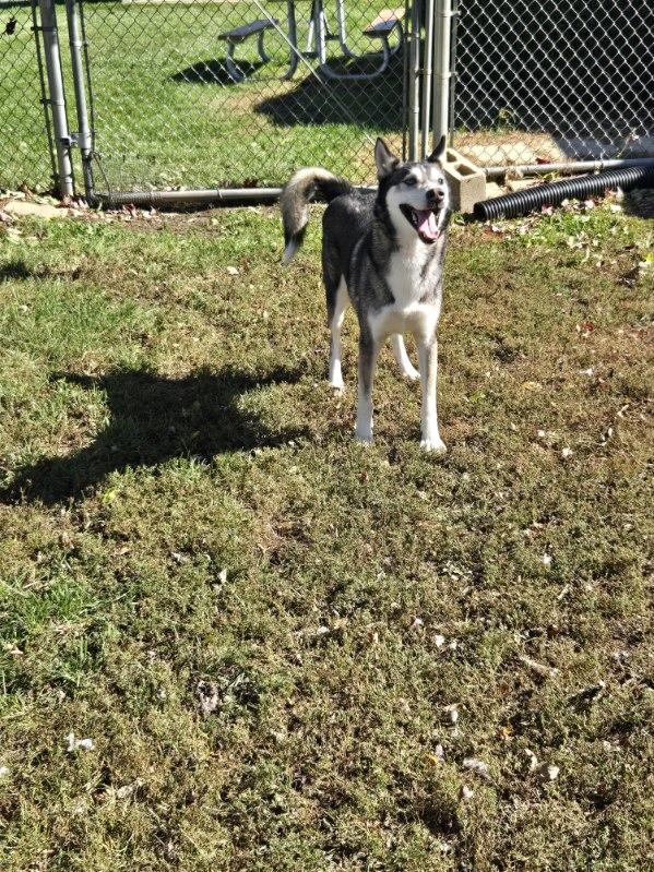 Zoomer, Adoptable, Adult Male Siberian Husky.
