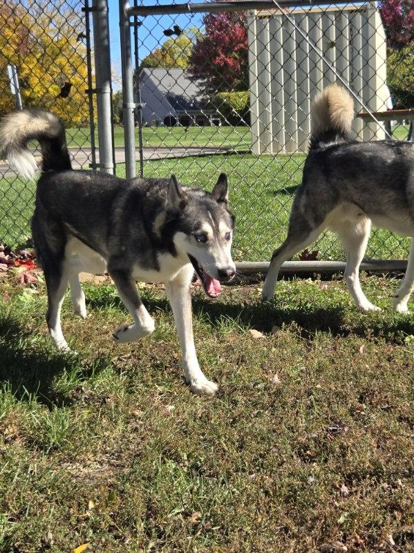 Enlarge Zoomer, a Adoptable mixed breed in Yorkville, IL image 3/3