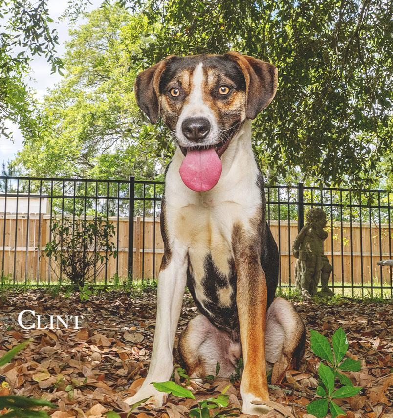 Clint, Adoptable, Adult Male Catahoula Leopard Dog.