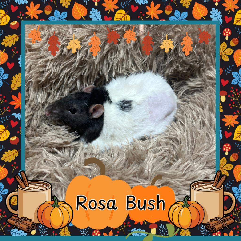 Rosa Bush, Adoptable, Young Female Rat.