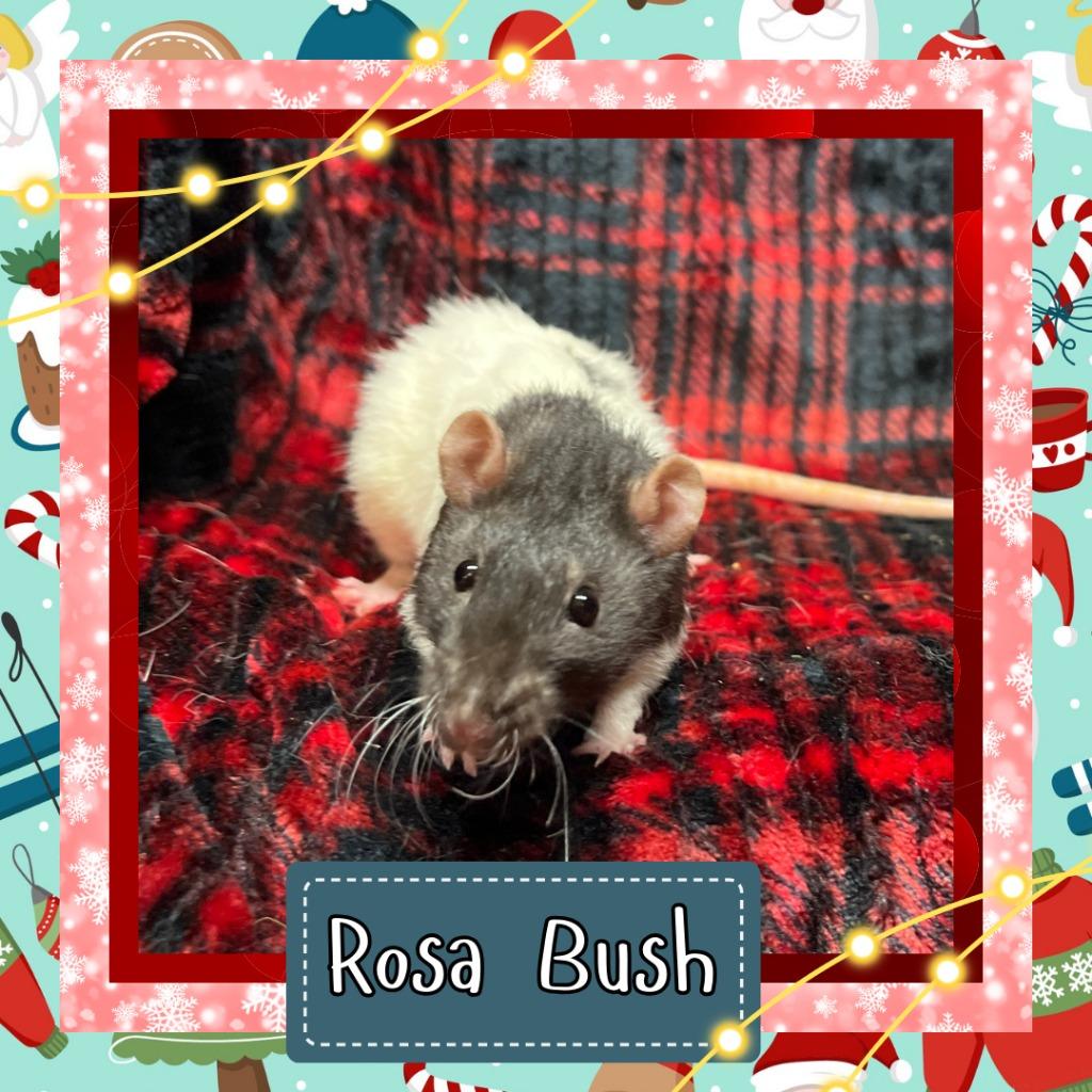 Enlarge Rosa Bush, a Adoptable Rat in Elizabethtown, KY image 2/2