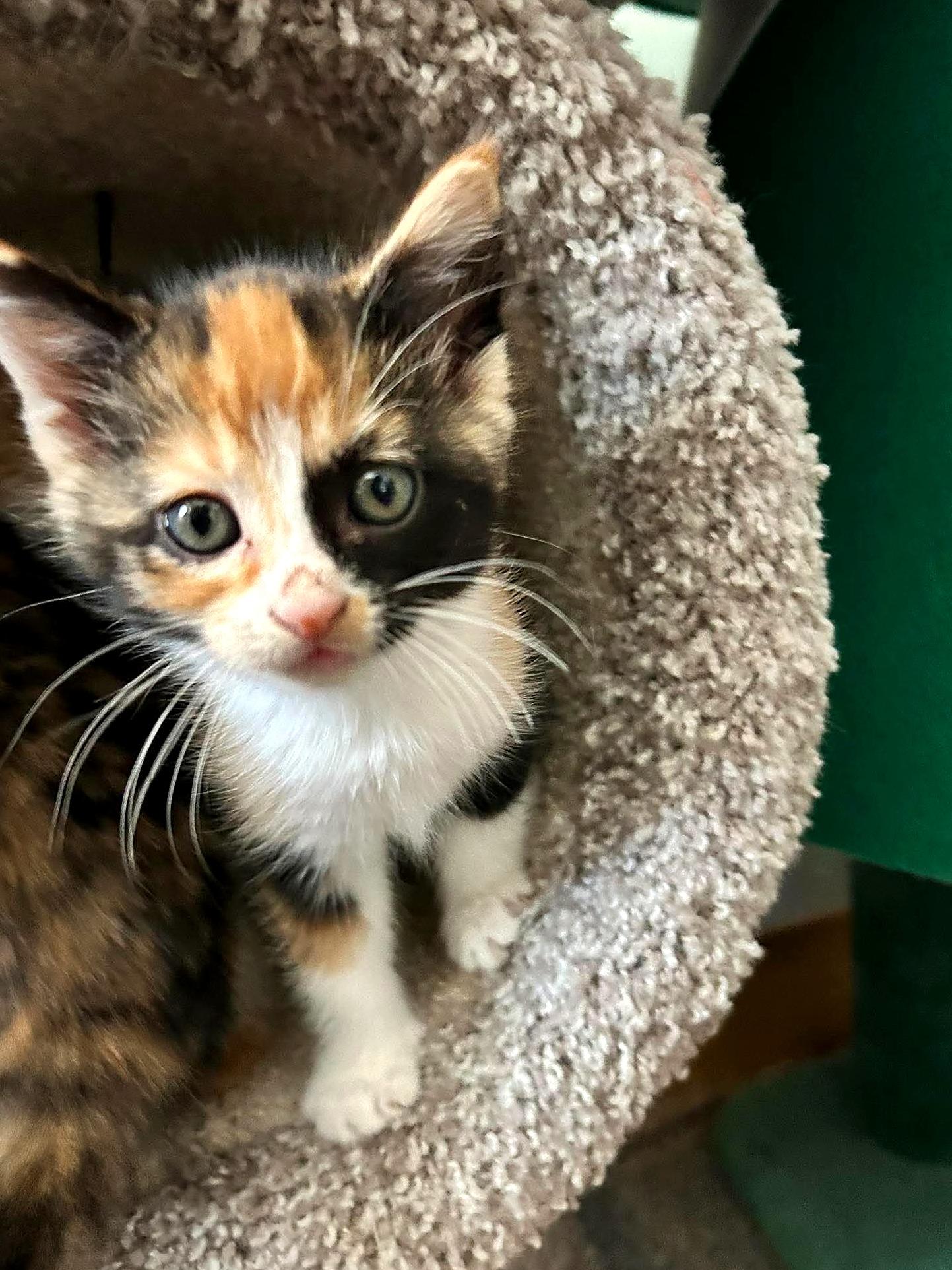 Enlarge Copper, a Adoptable Domestic Short Hair in Minneapolis, MN image 3/5