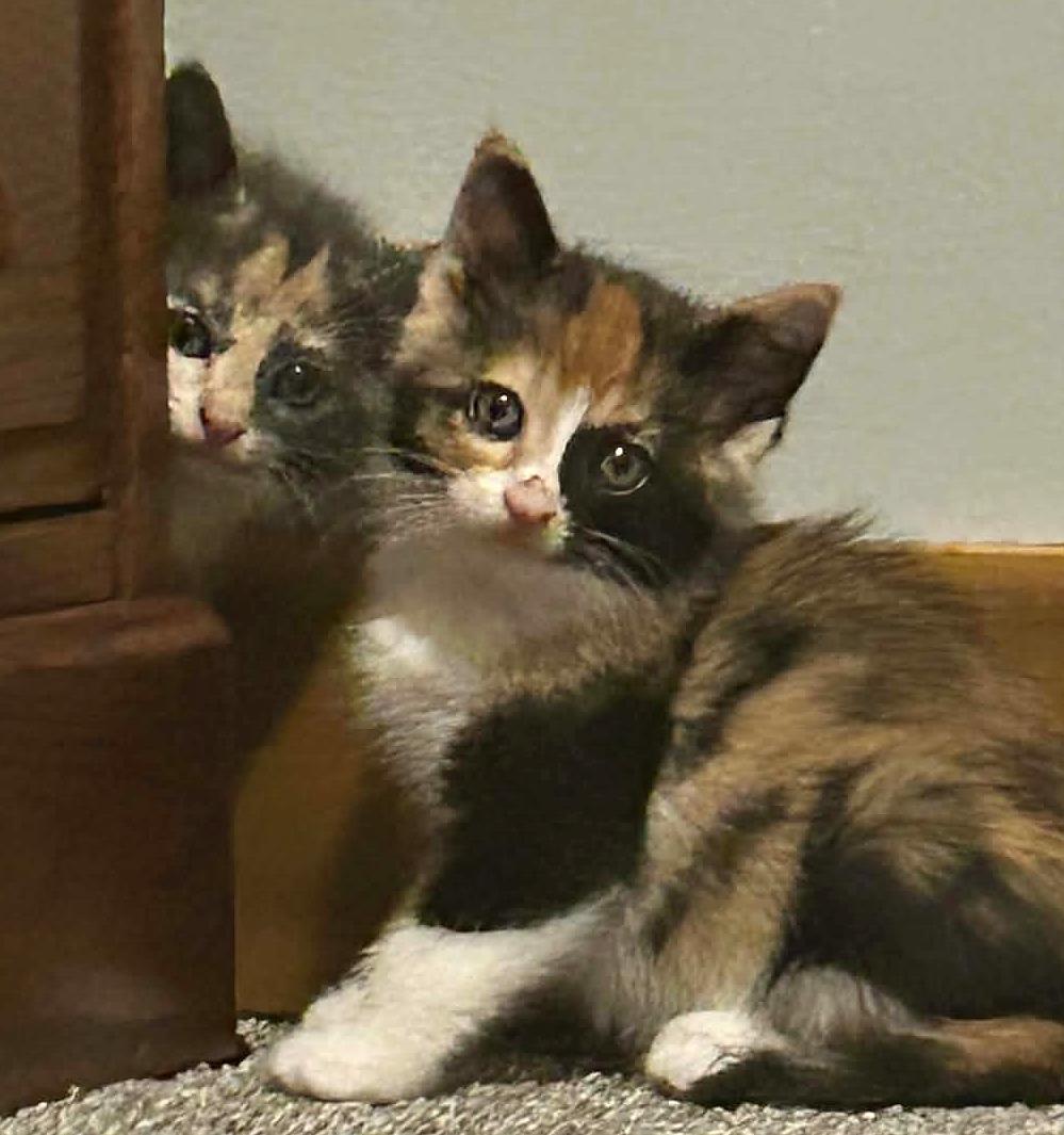 Enlarge Copper, a Adoptable Domestic Short Hair in Minneapolis, MN image 5/5