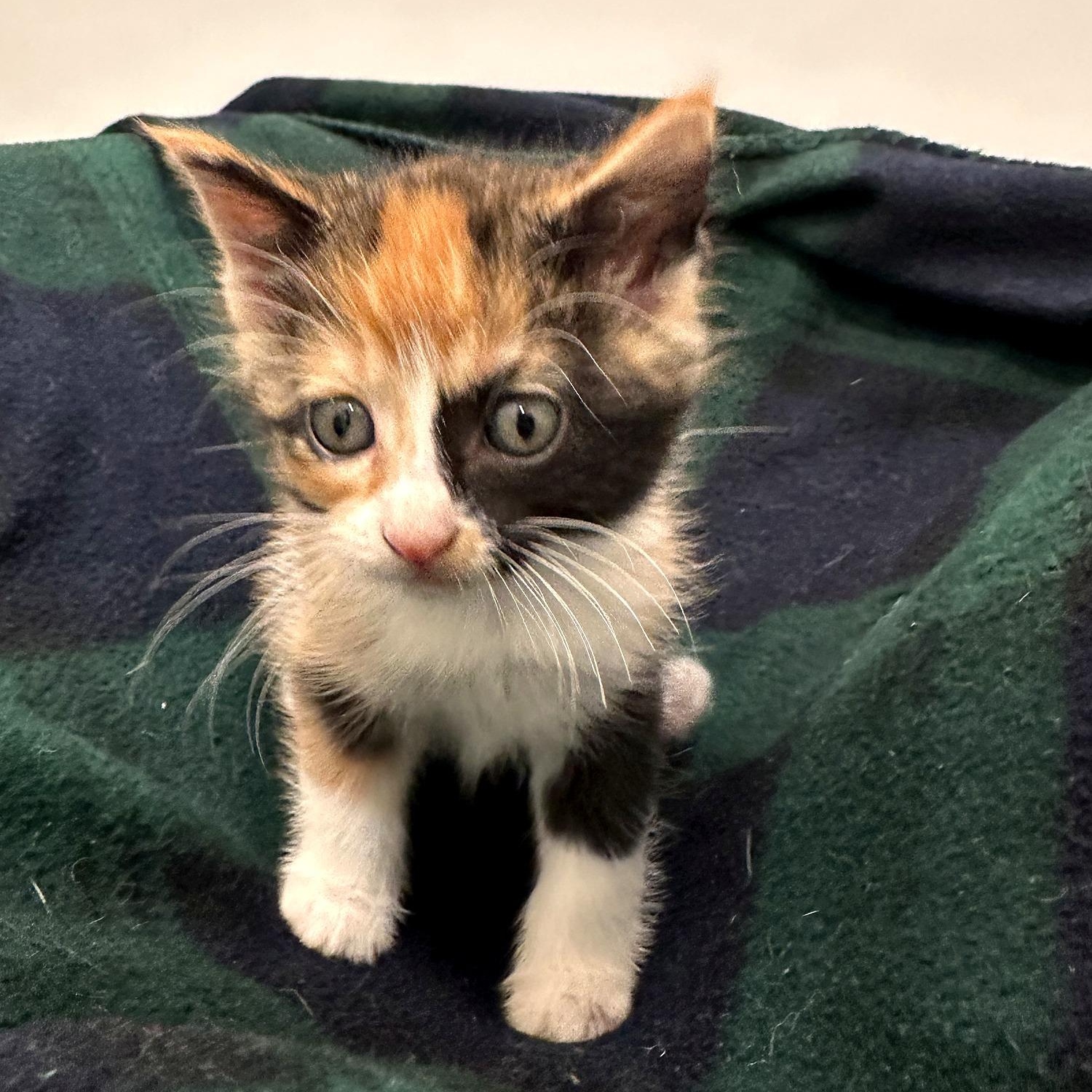 Enlarge Copper, a Adoptable Domestic Short Hair in Minneapolis, MN image 2/5