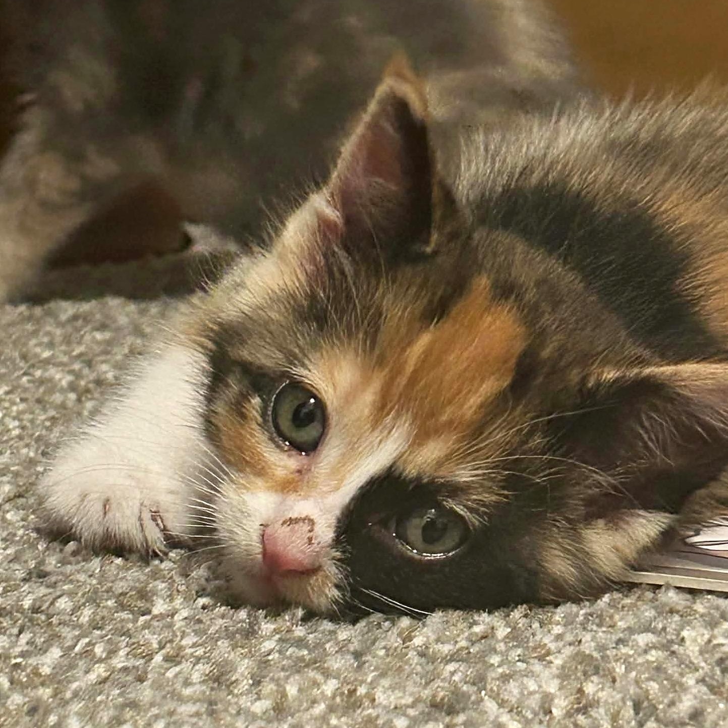 Copper, Adoptable, Kitten Female Domestic Short Hair.