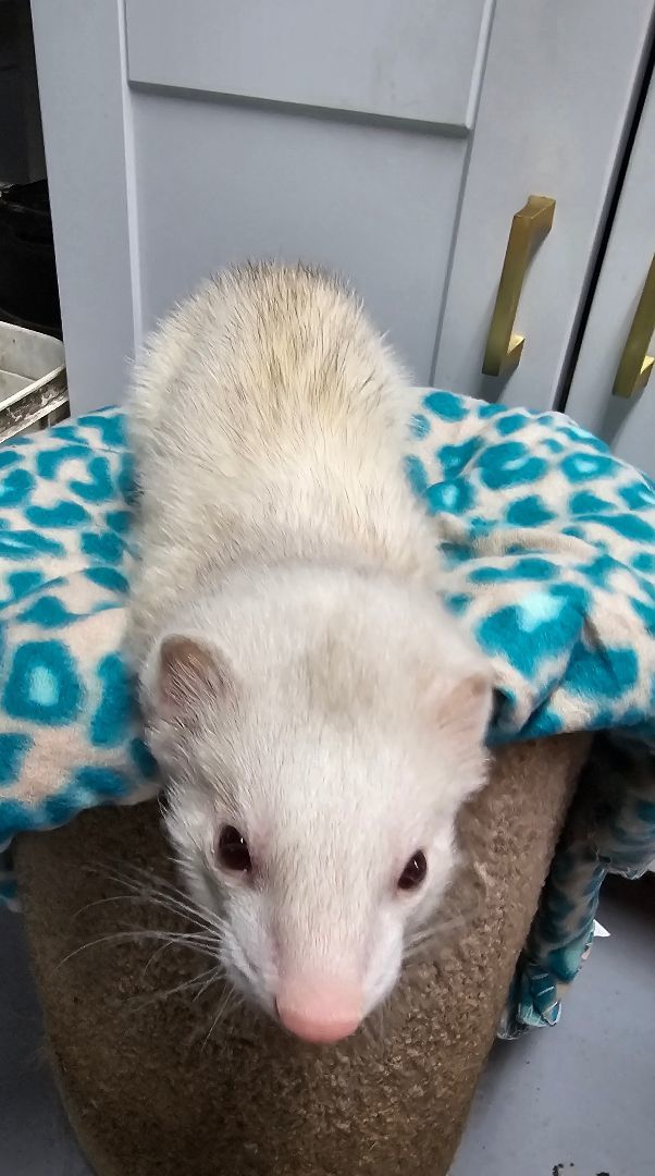 Ferret for adoption Sweetum and Sophie, a Ferret in Randolph, NJ