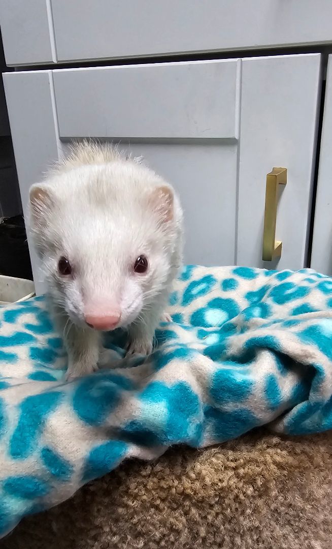 Ferret for adoption Sweetum and Sophie, a Ferret in Randolph, NJ